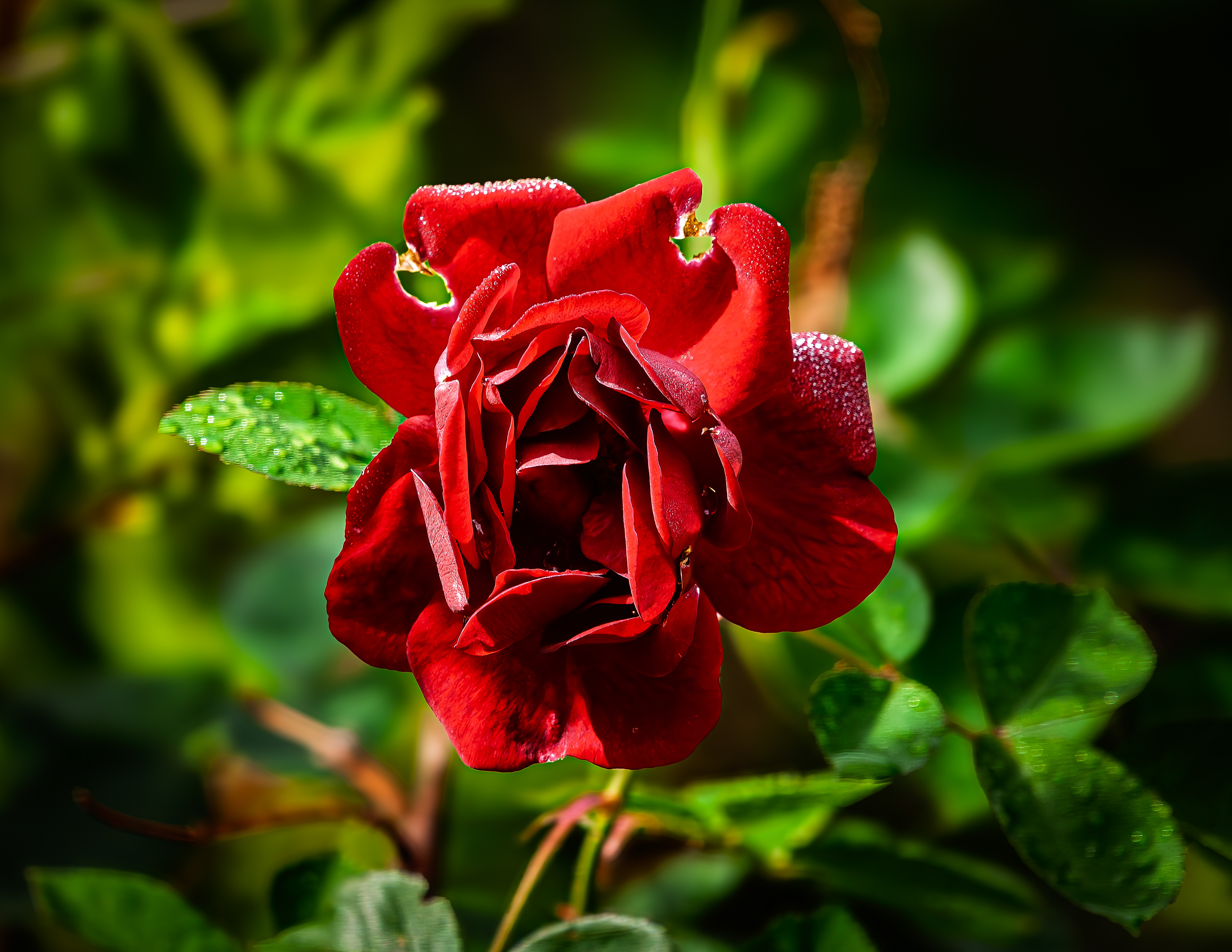 Red Rose
