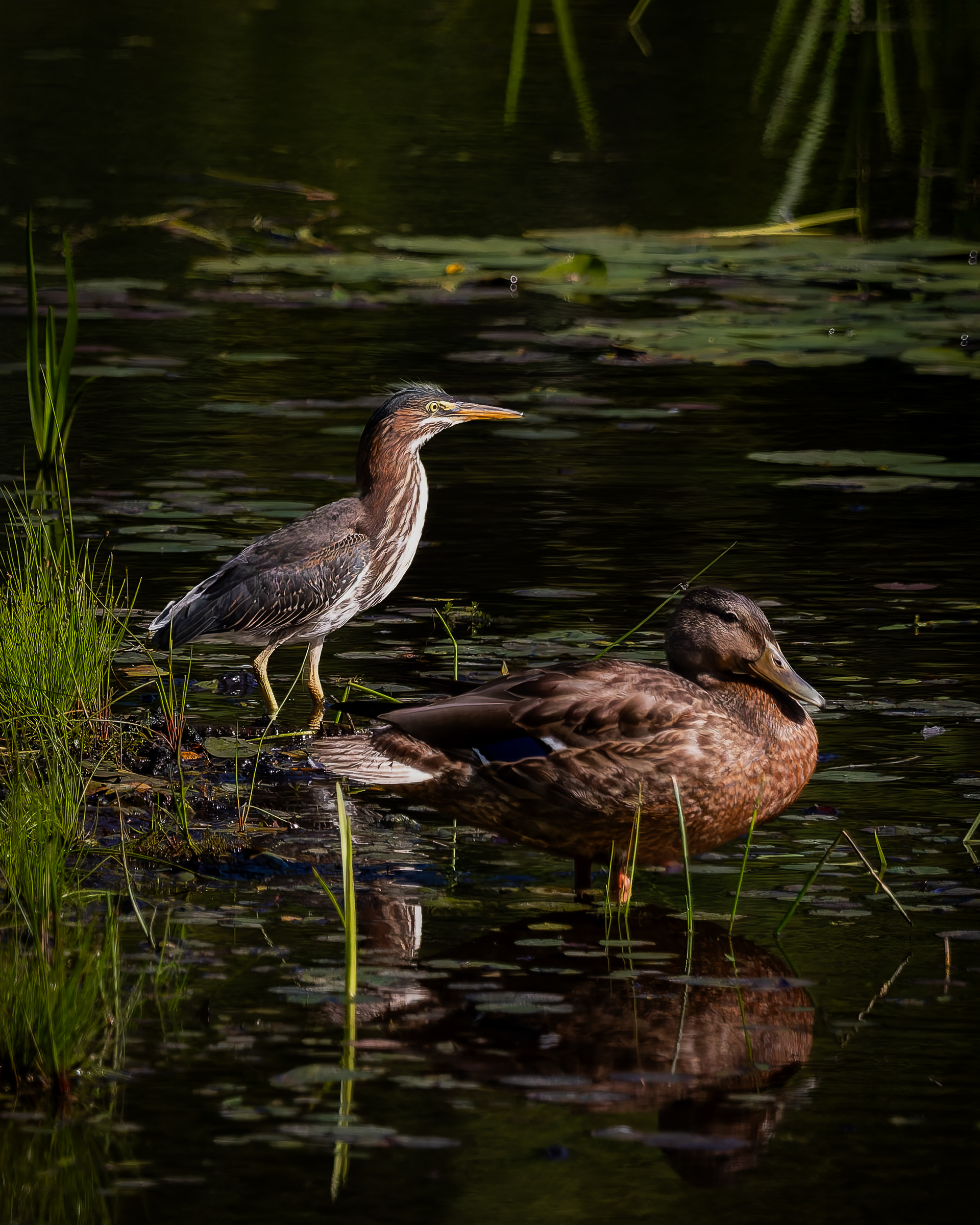 Green Heron and Mallard No7