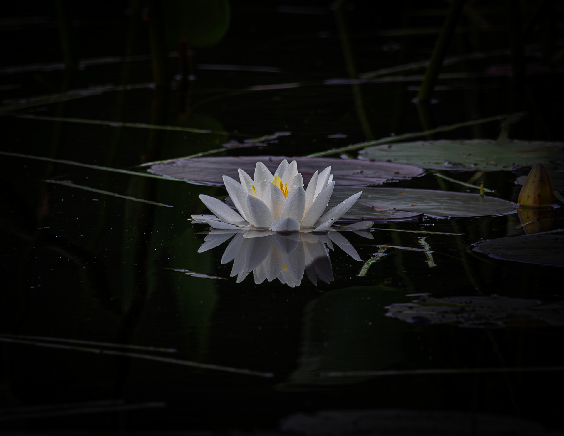 Water Lily No2