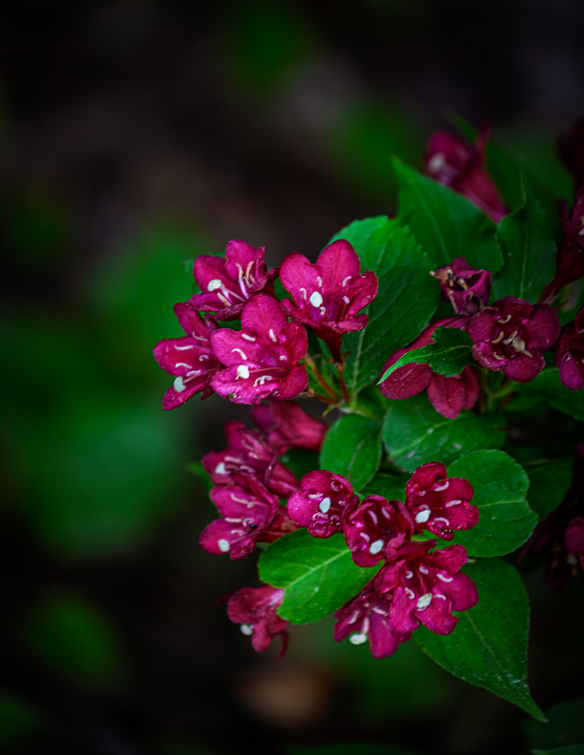 Crimson Weigela