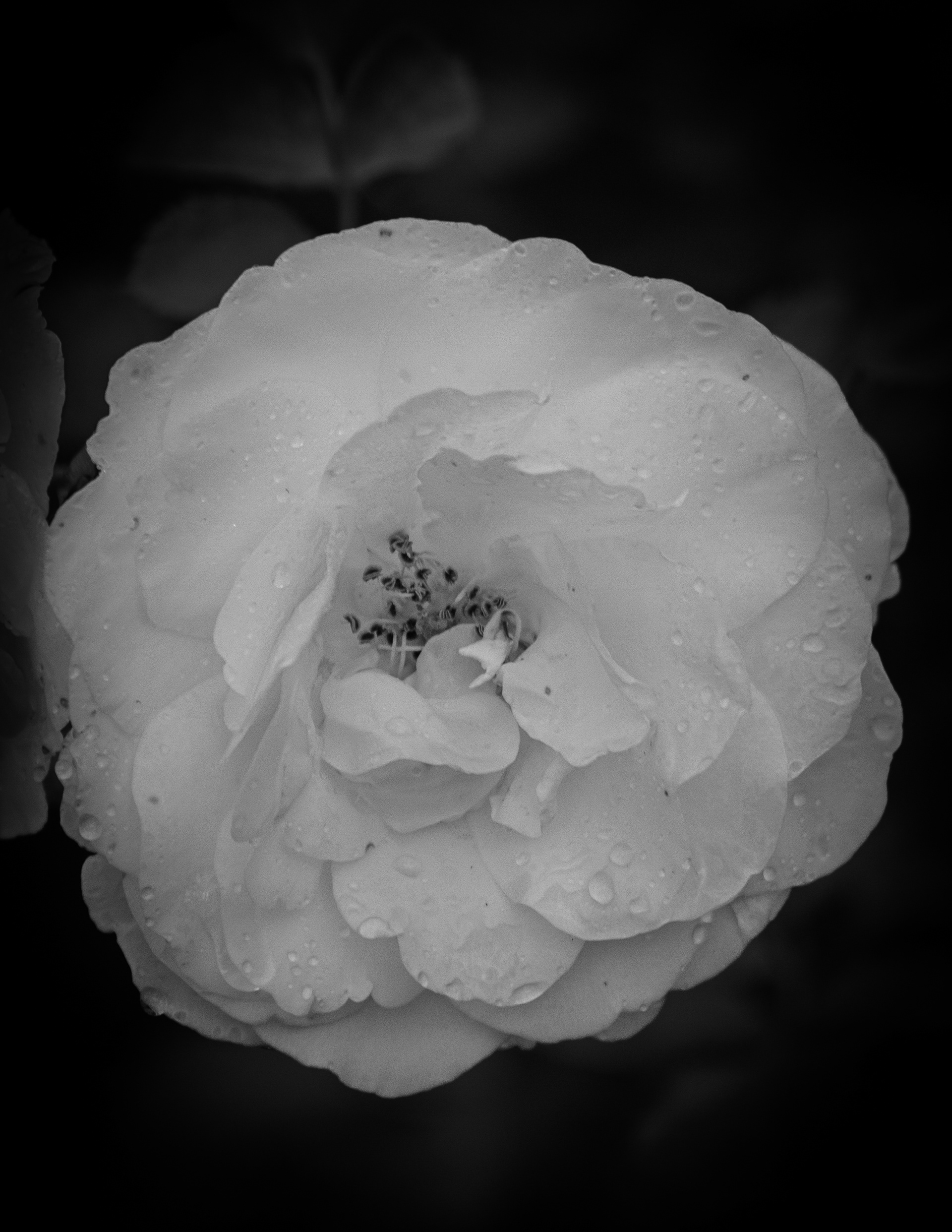 Snowdrift Rose in Black & White