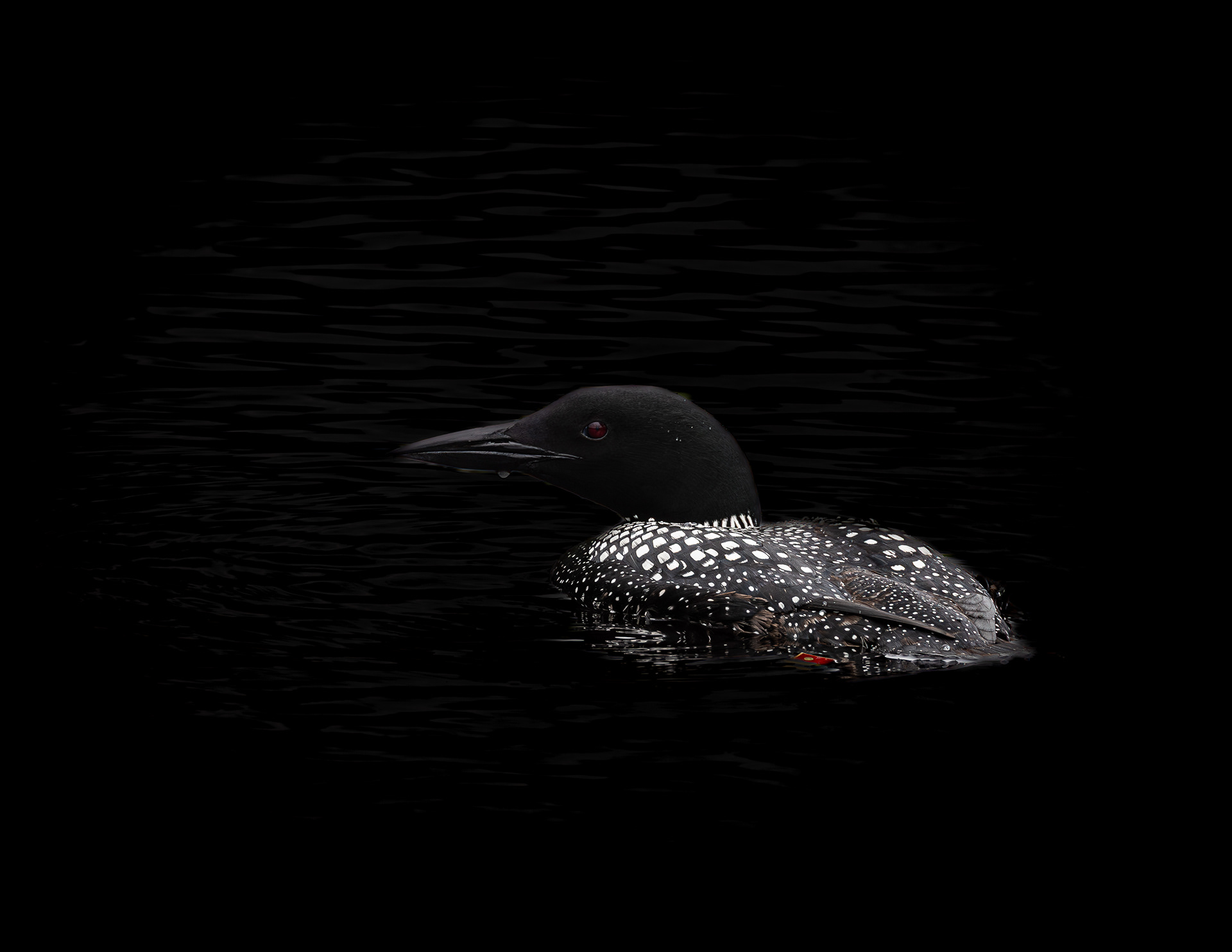 Common Loon No10