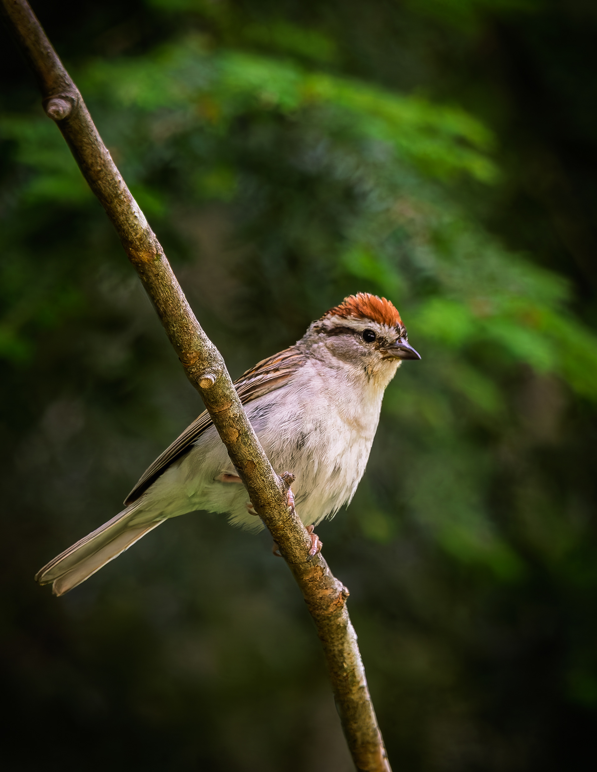 Chipping Sparrow No2