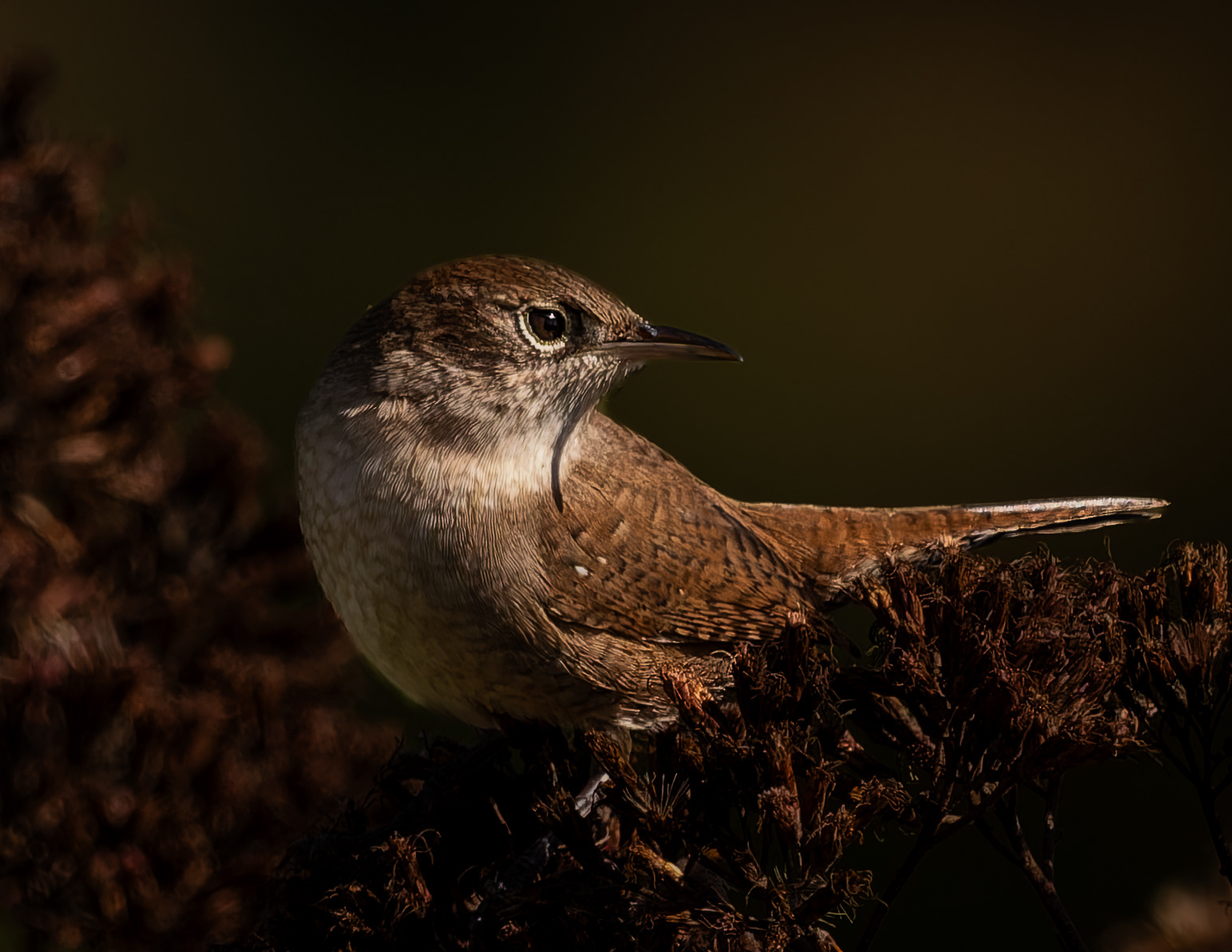 House Wren No2 - September 16, 2026