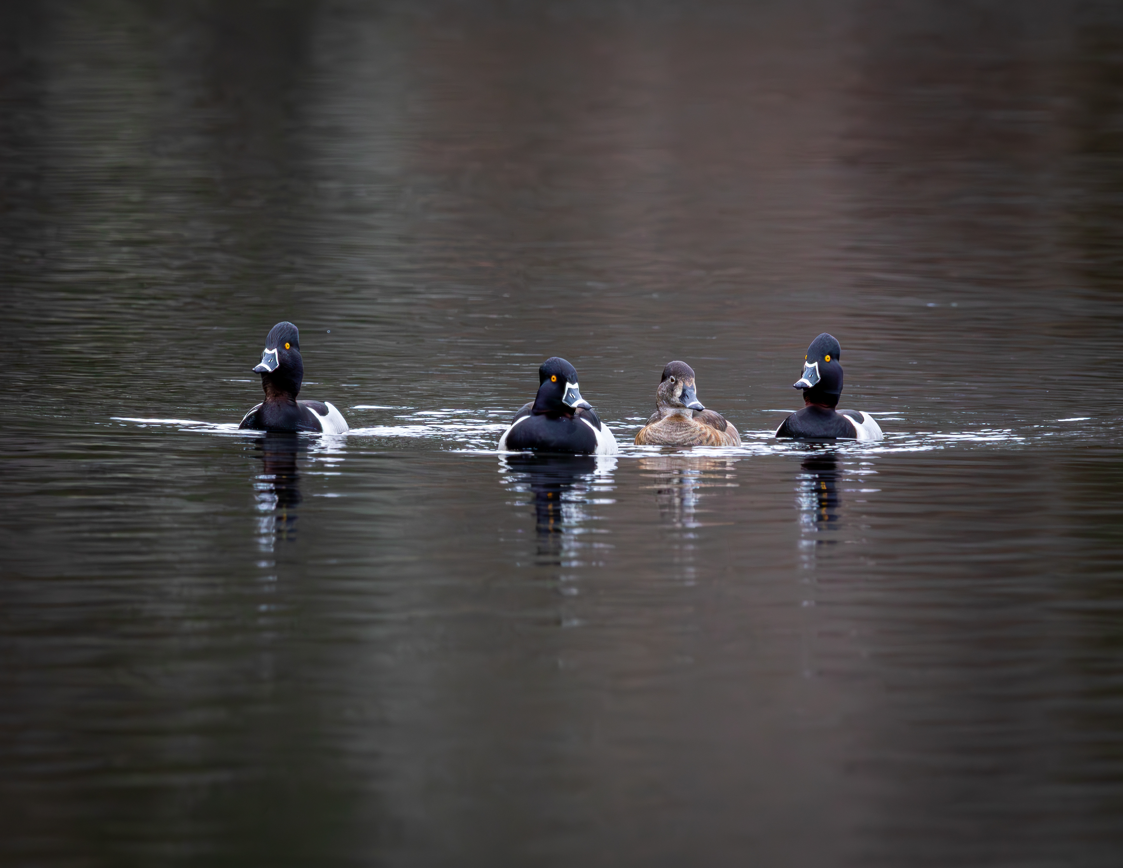 Ringnecked Ducks at CSV No7