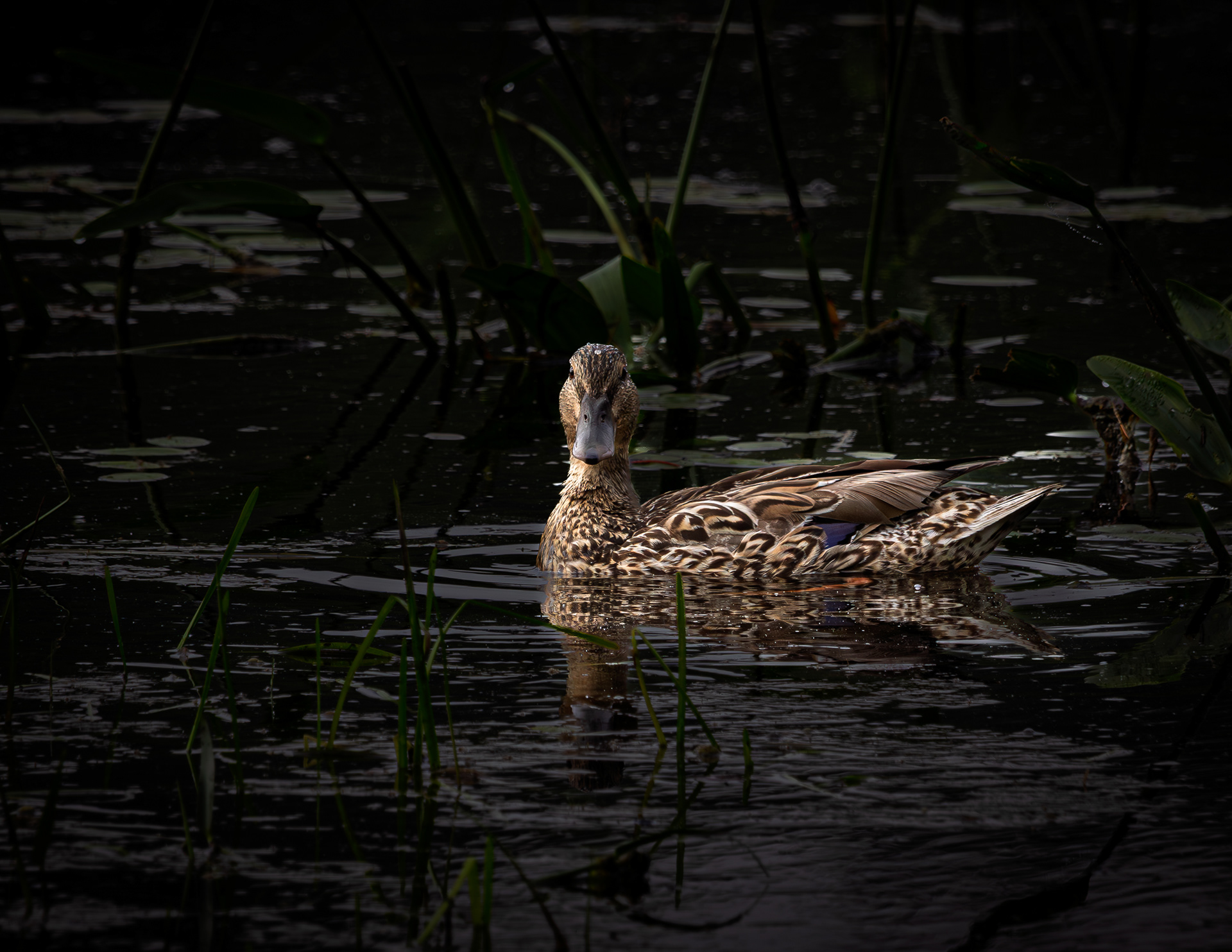 Immature Mallard Duck No3