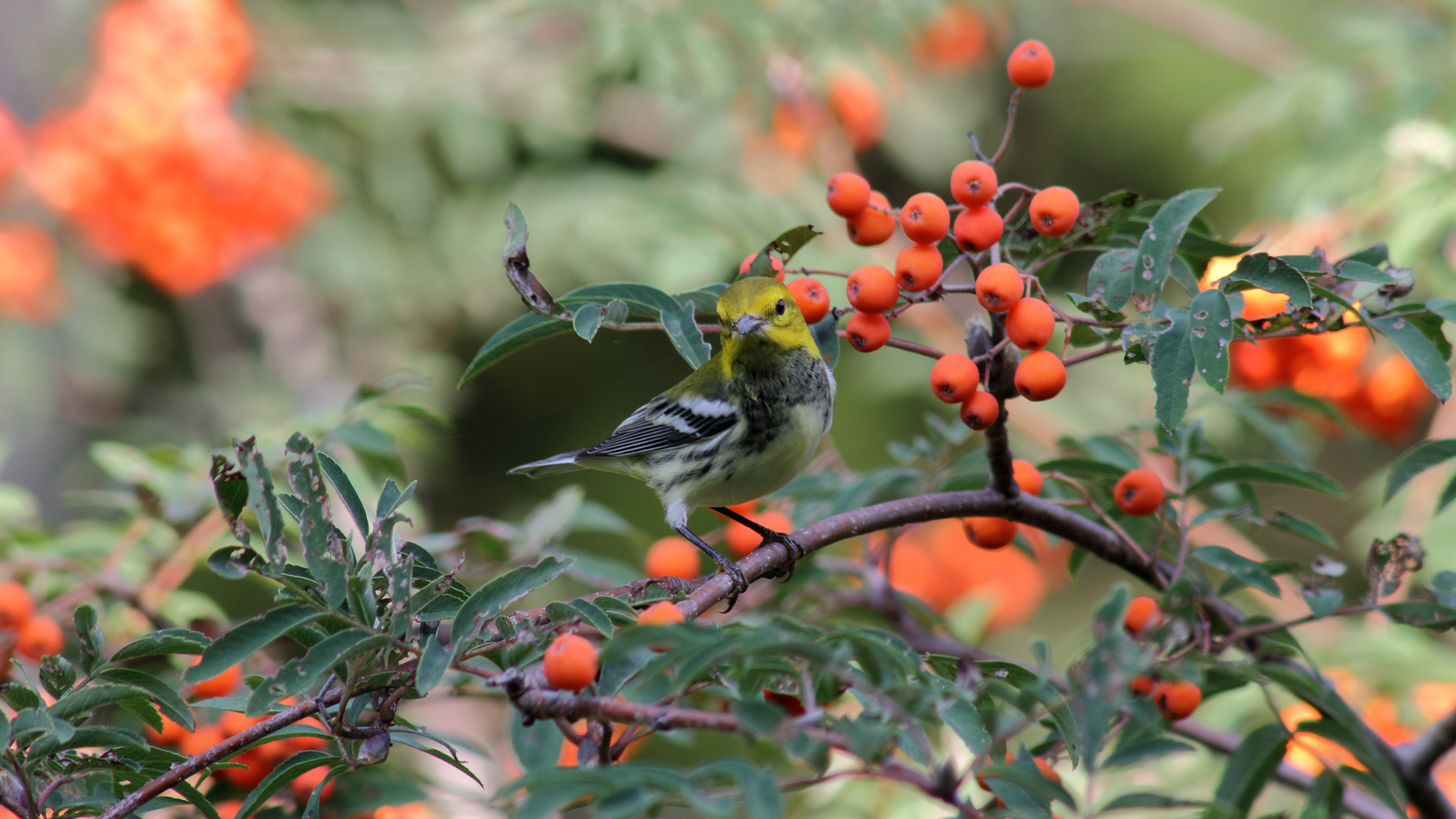 Black Throated Green Warbler