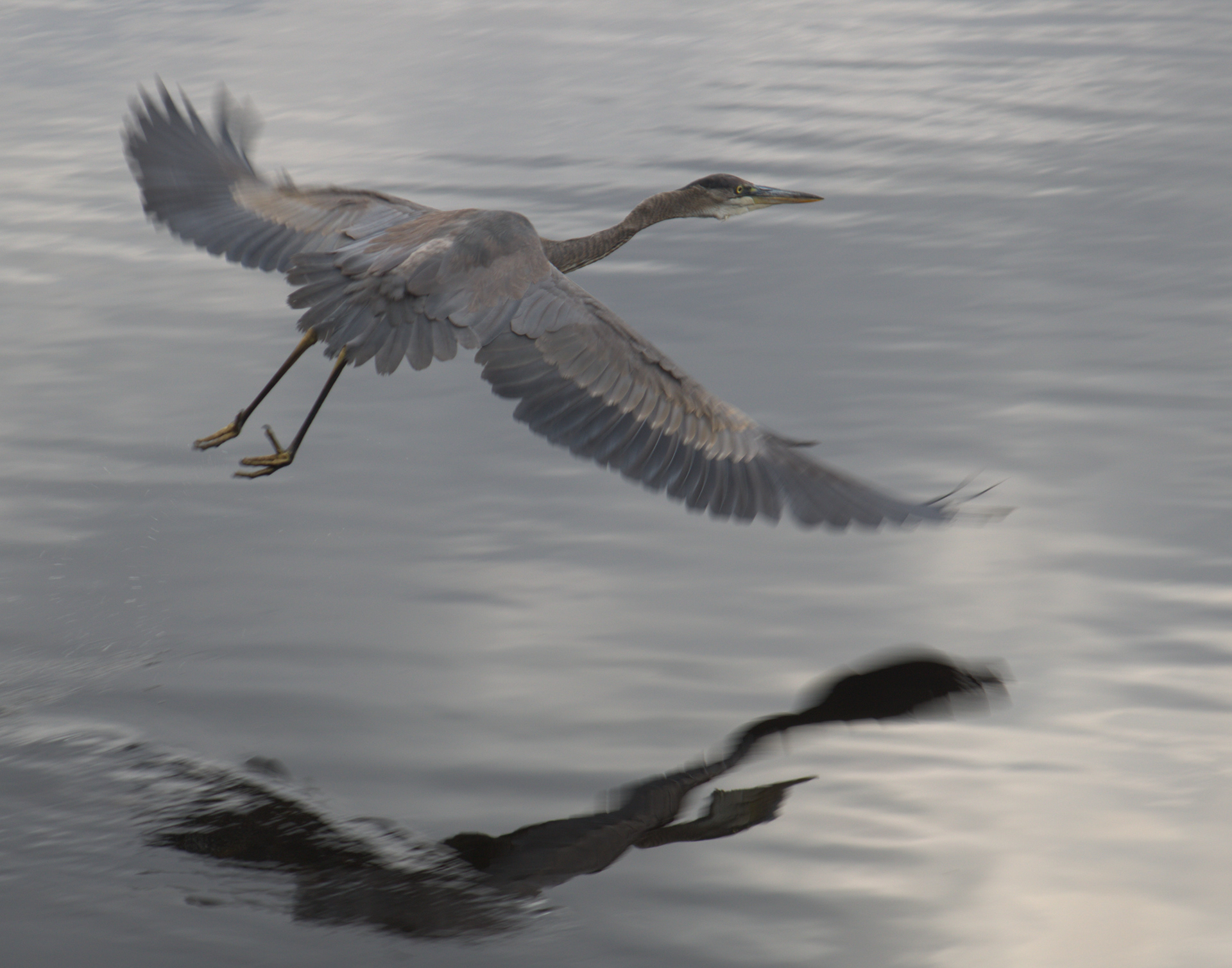 Great Blue Heron No2