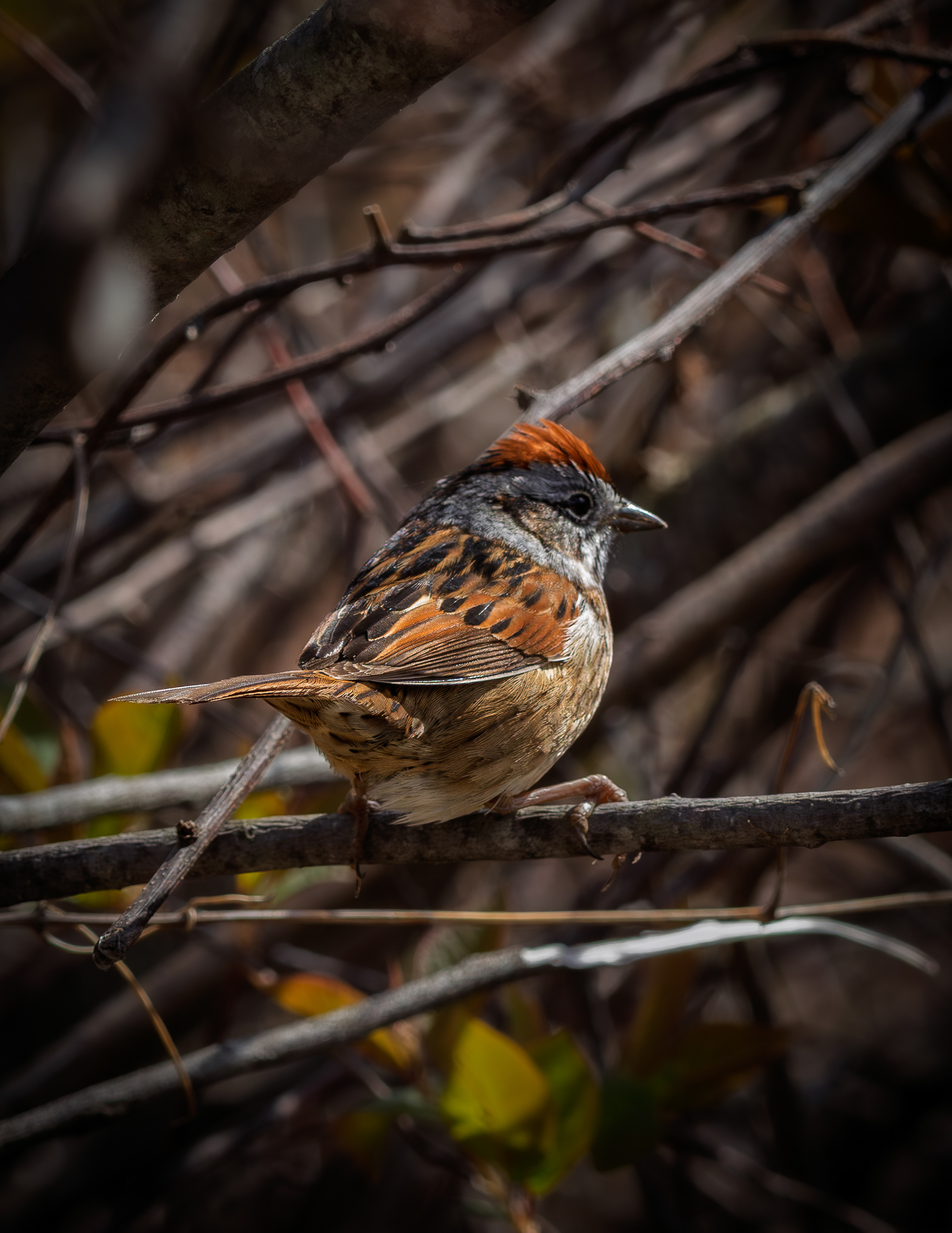 Swamp Sparrow