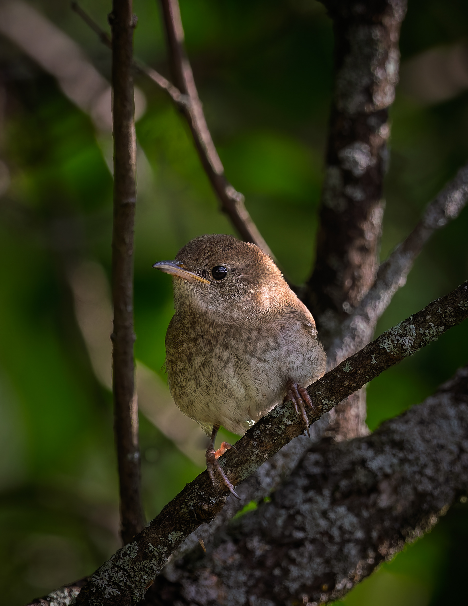 Northern House Wren No2
