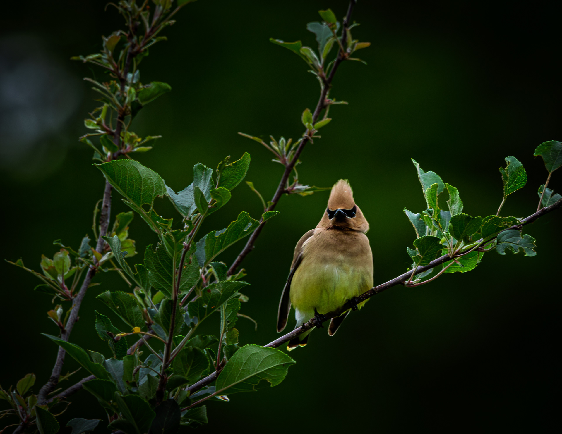 Cedar Waxwing No4