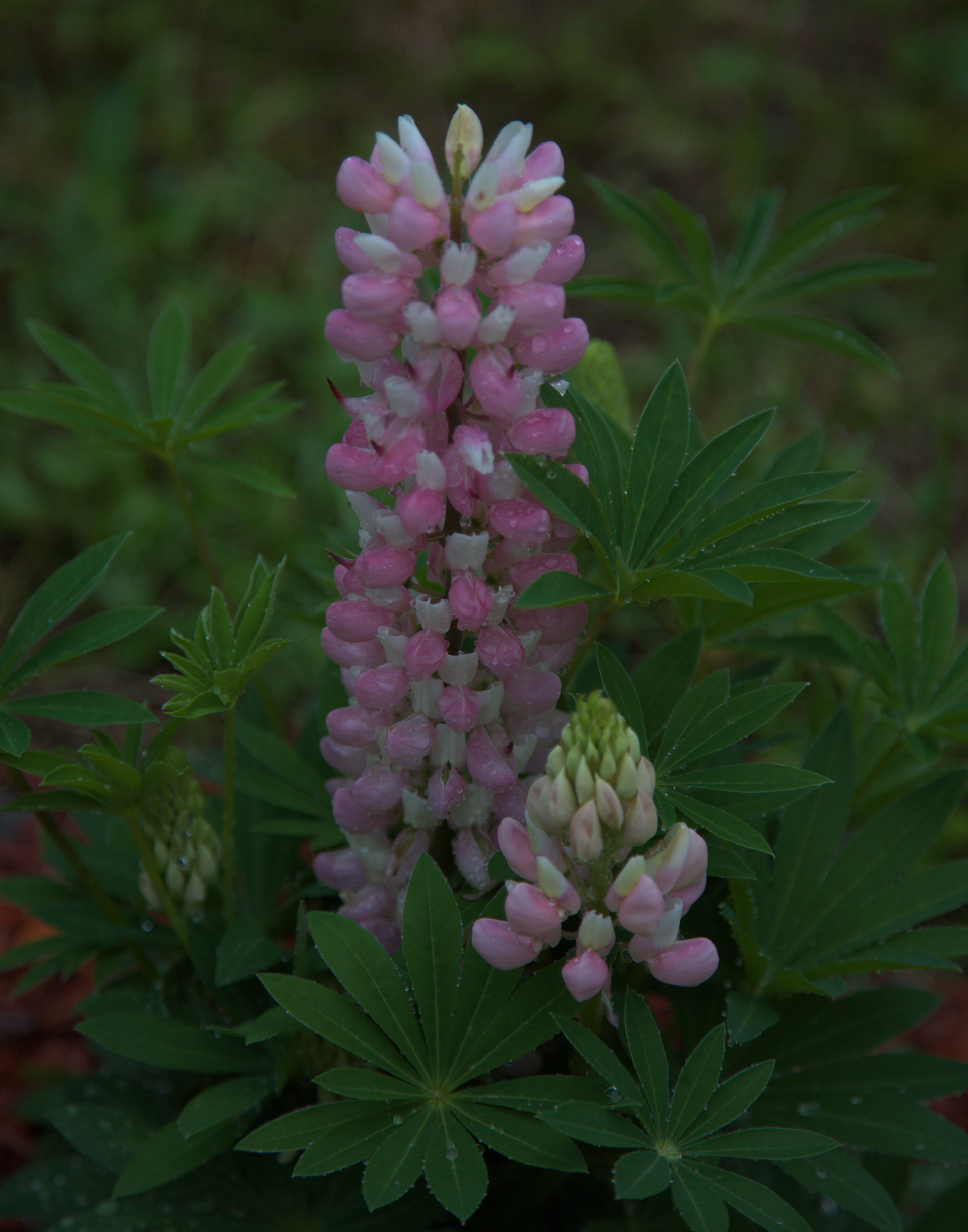 Lupine
