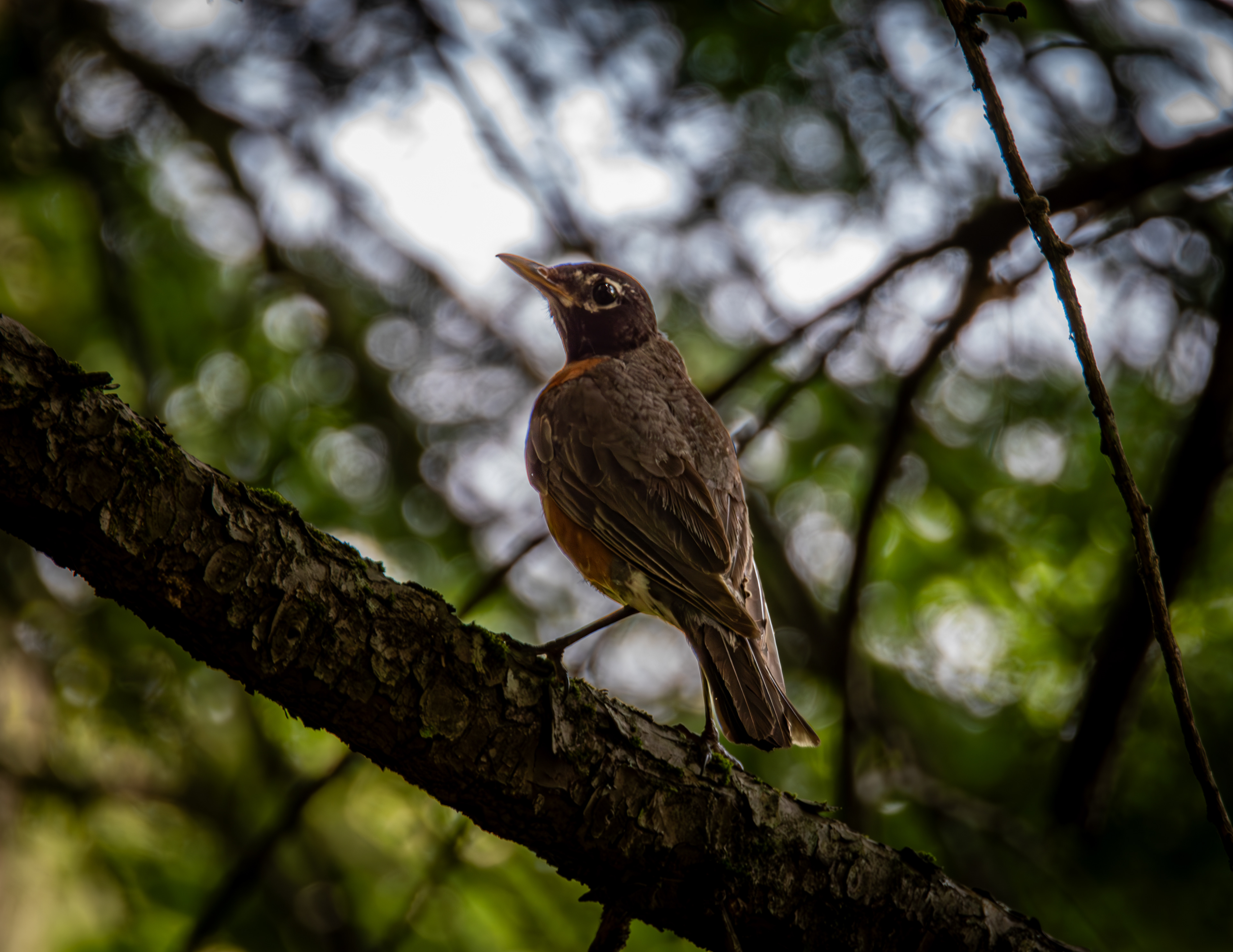 Juvenile Robin at the Loon Center