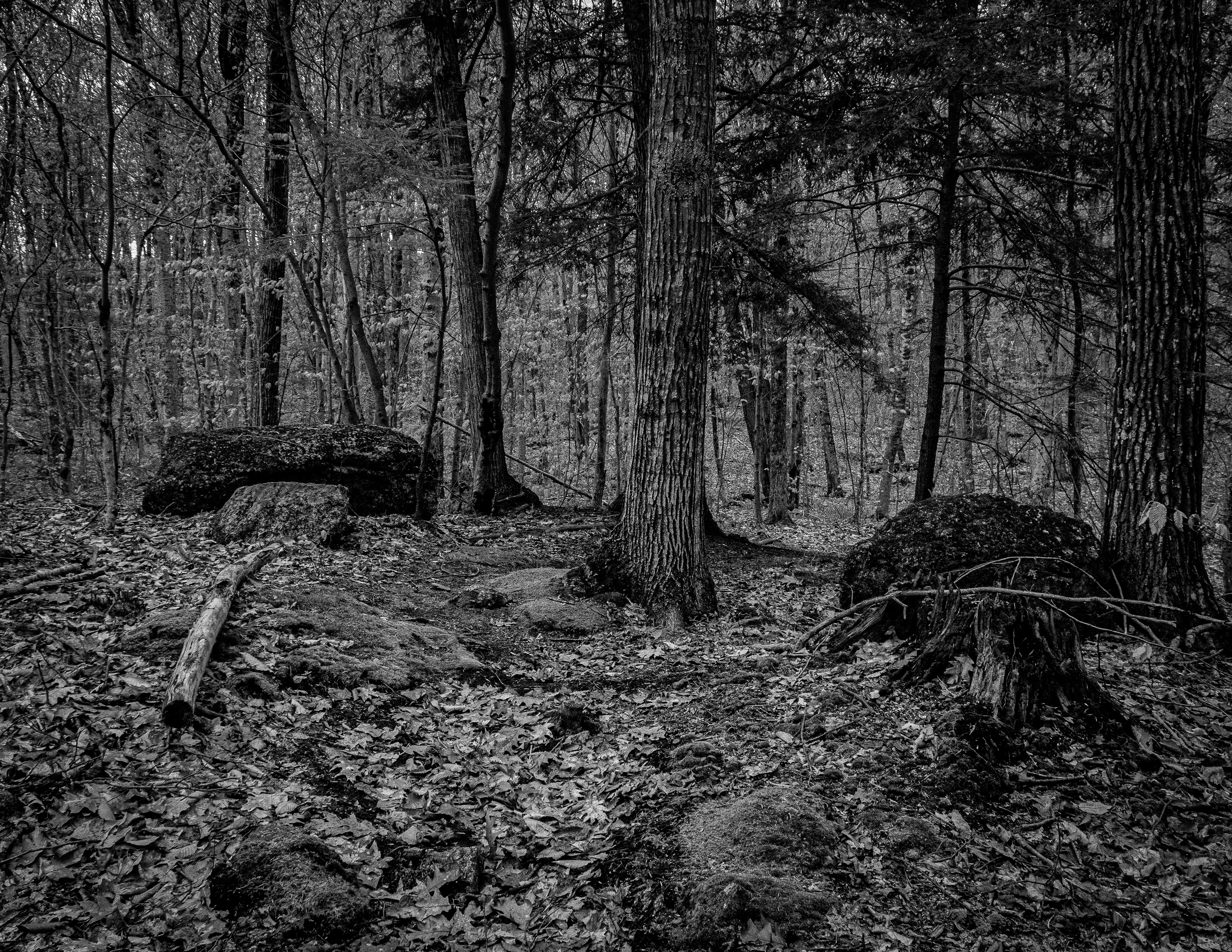 Trail at Meetinghouse Pond in B&W