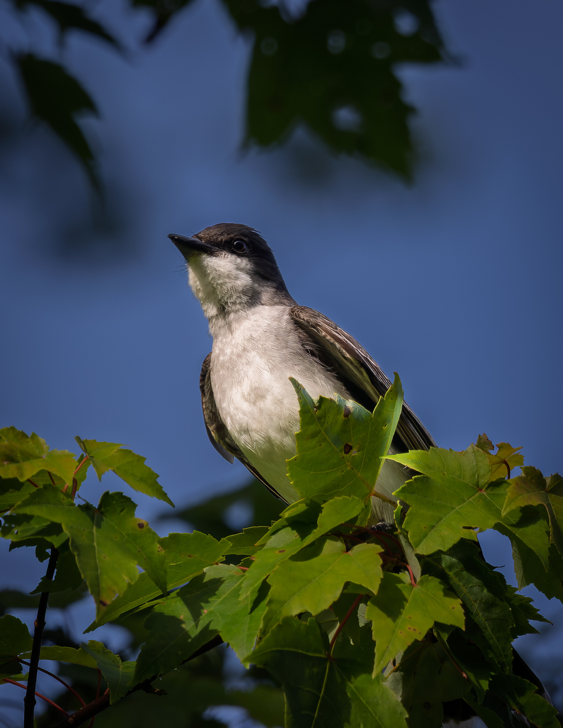 Eastern Kingbird No1