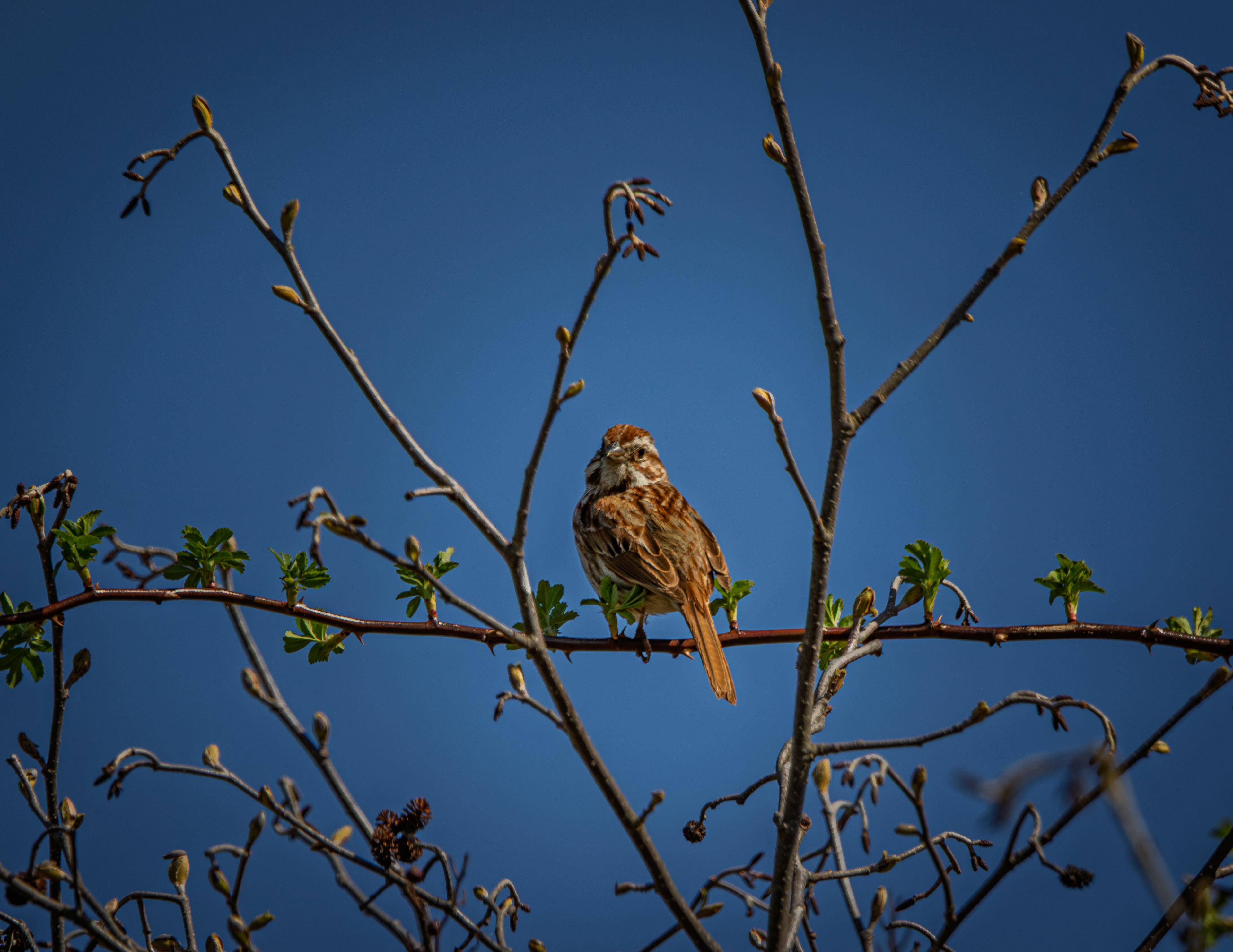 Song Sparrow at CSV No2