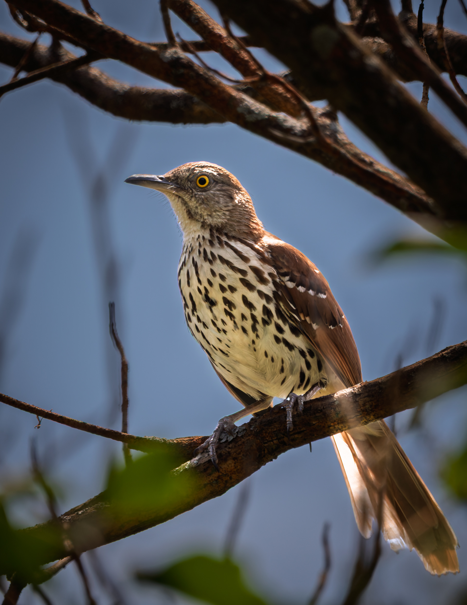 Brown Thrasher