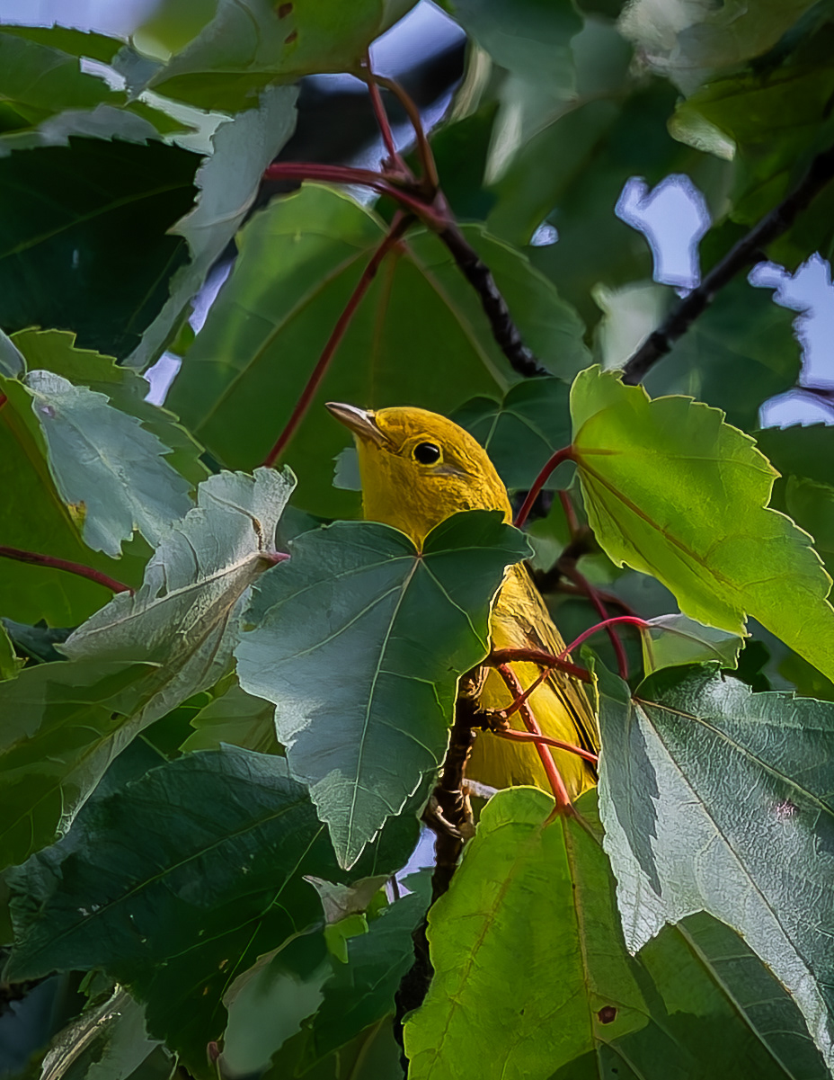 Yellow Warbler
