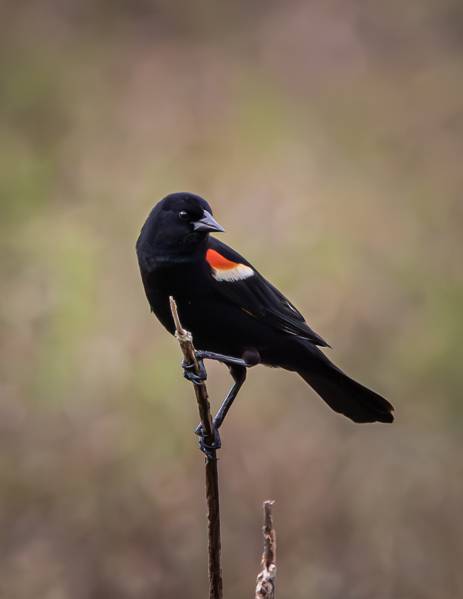 Male Red-winged Blackbird - May 18, 2026