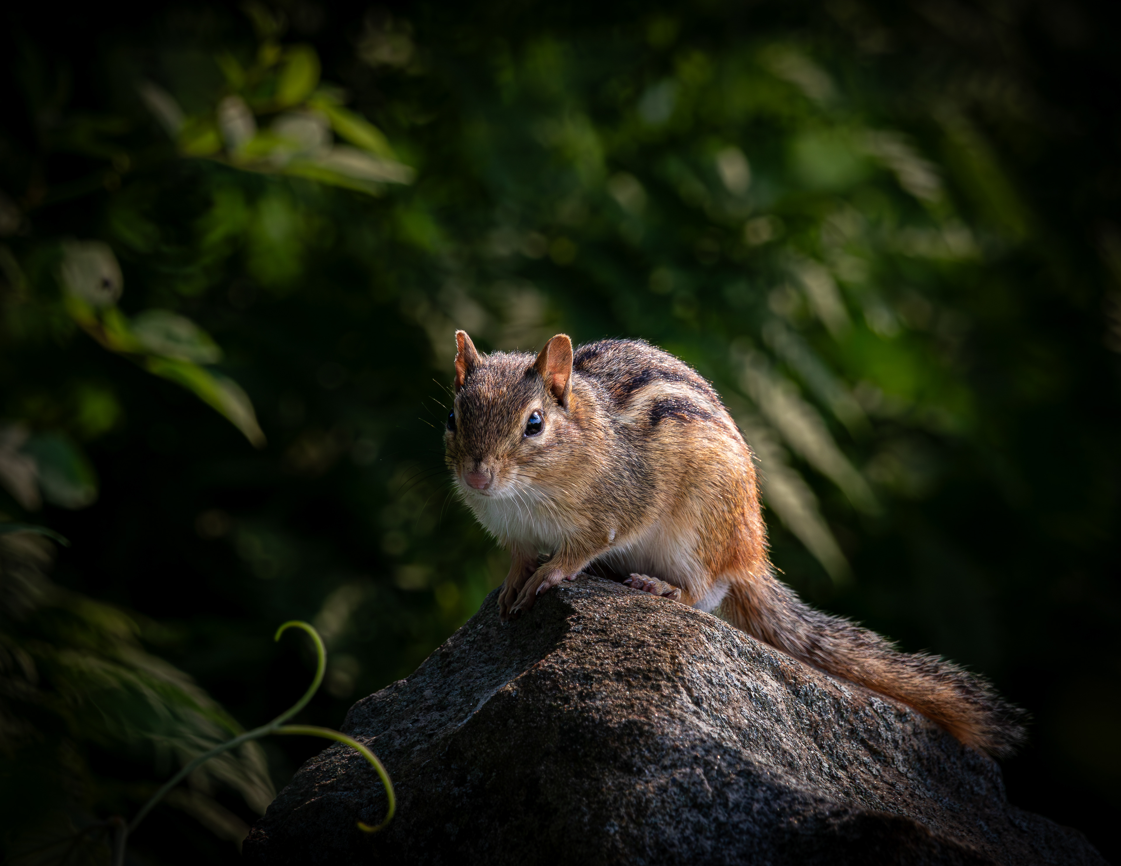 Chipmunk - July 3, 2025