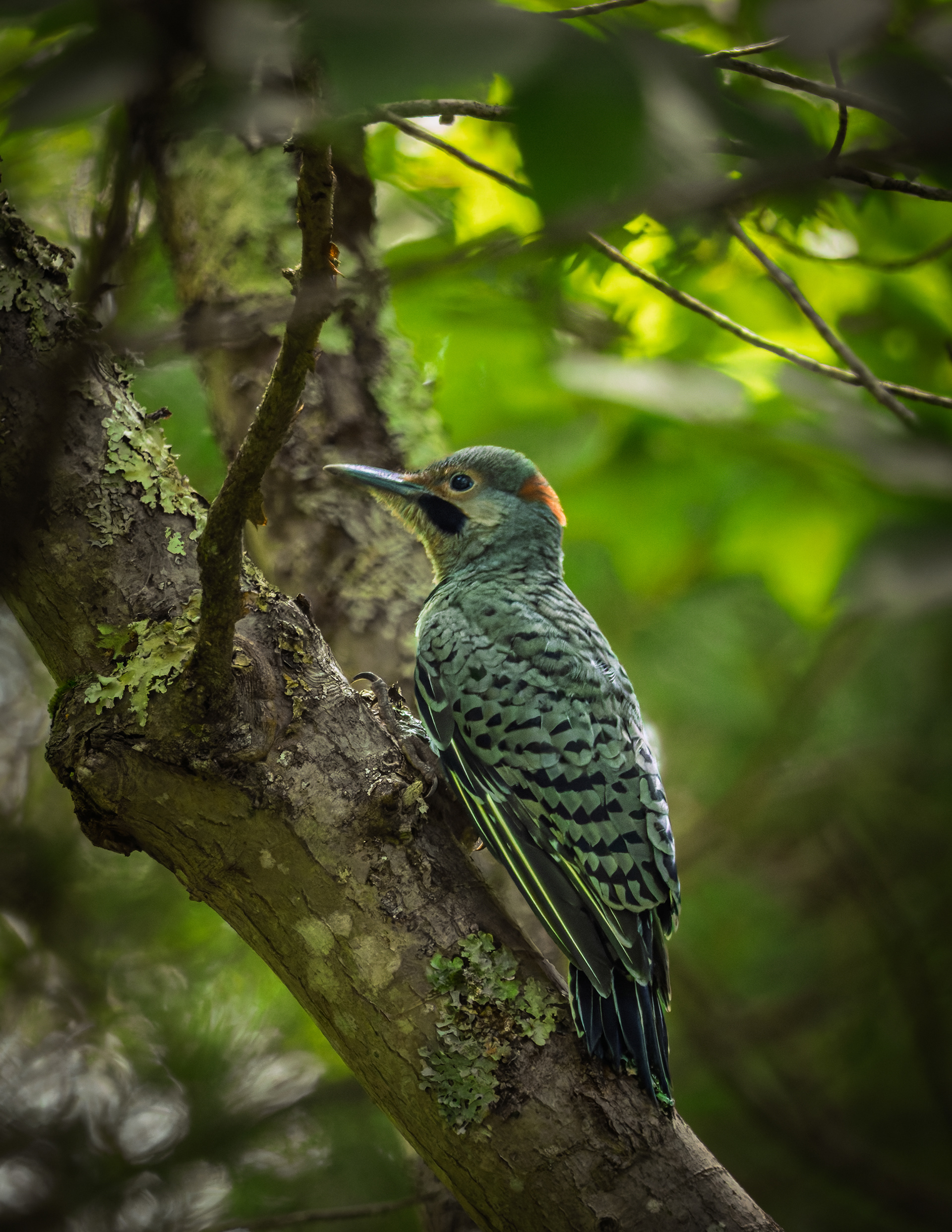 Northern Flicker