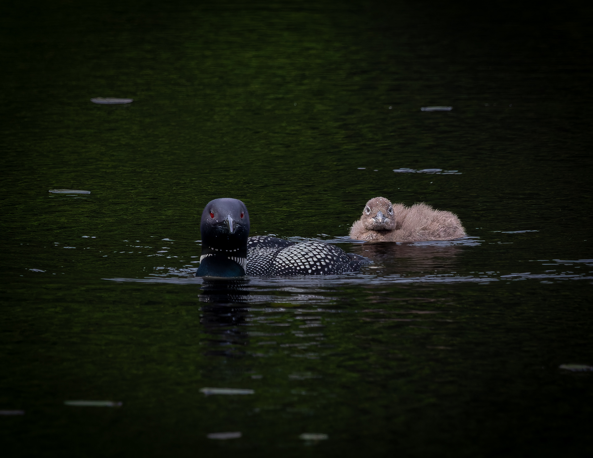 Common Loon Hen with Chick No4