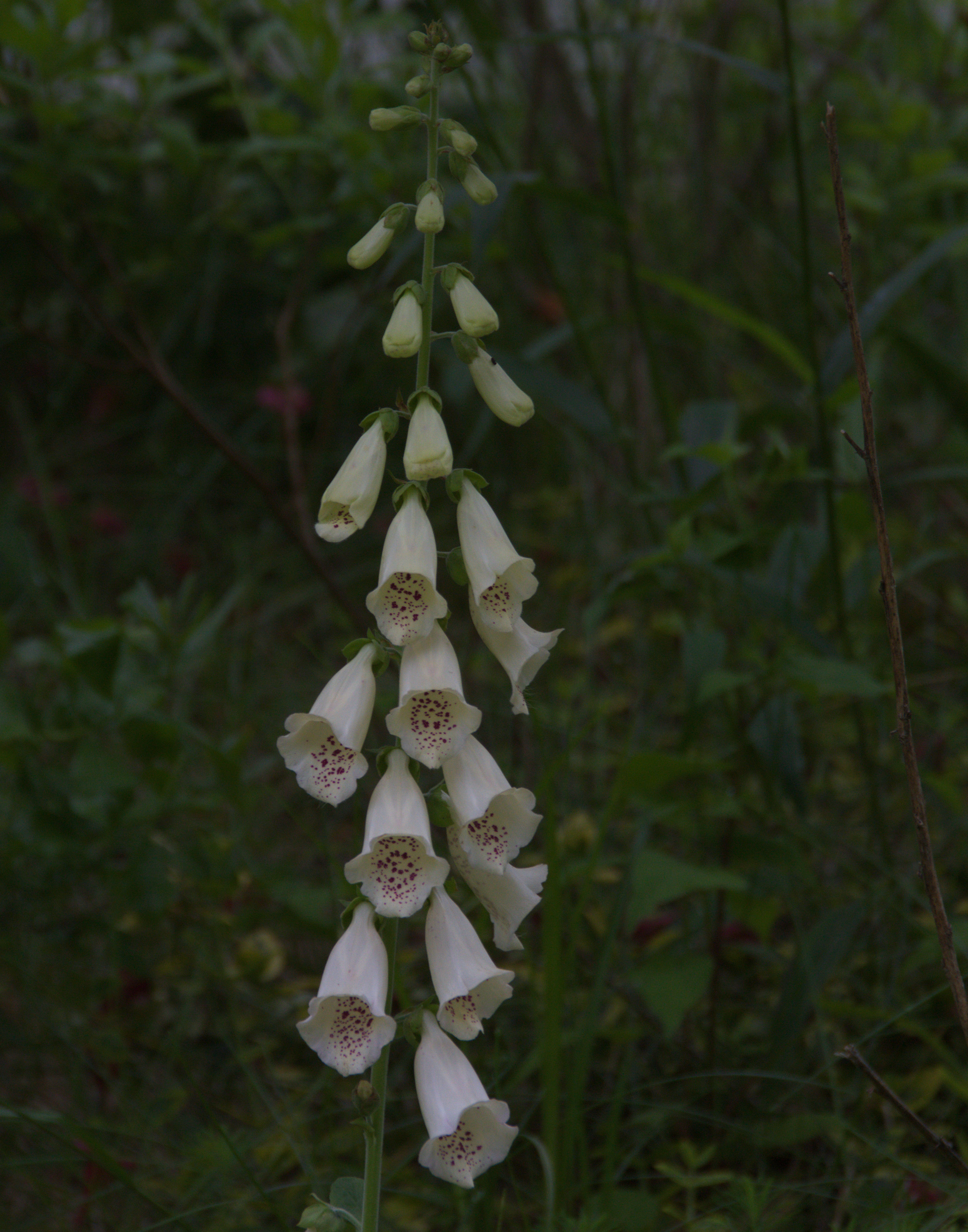 White Foxglove