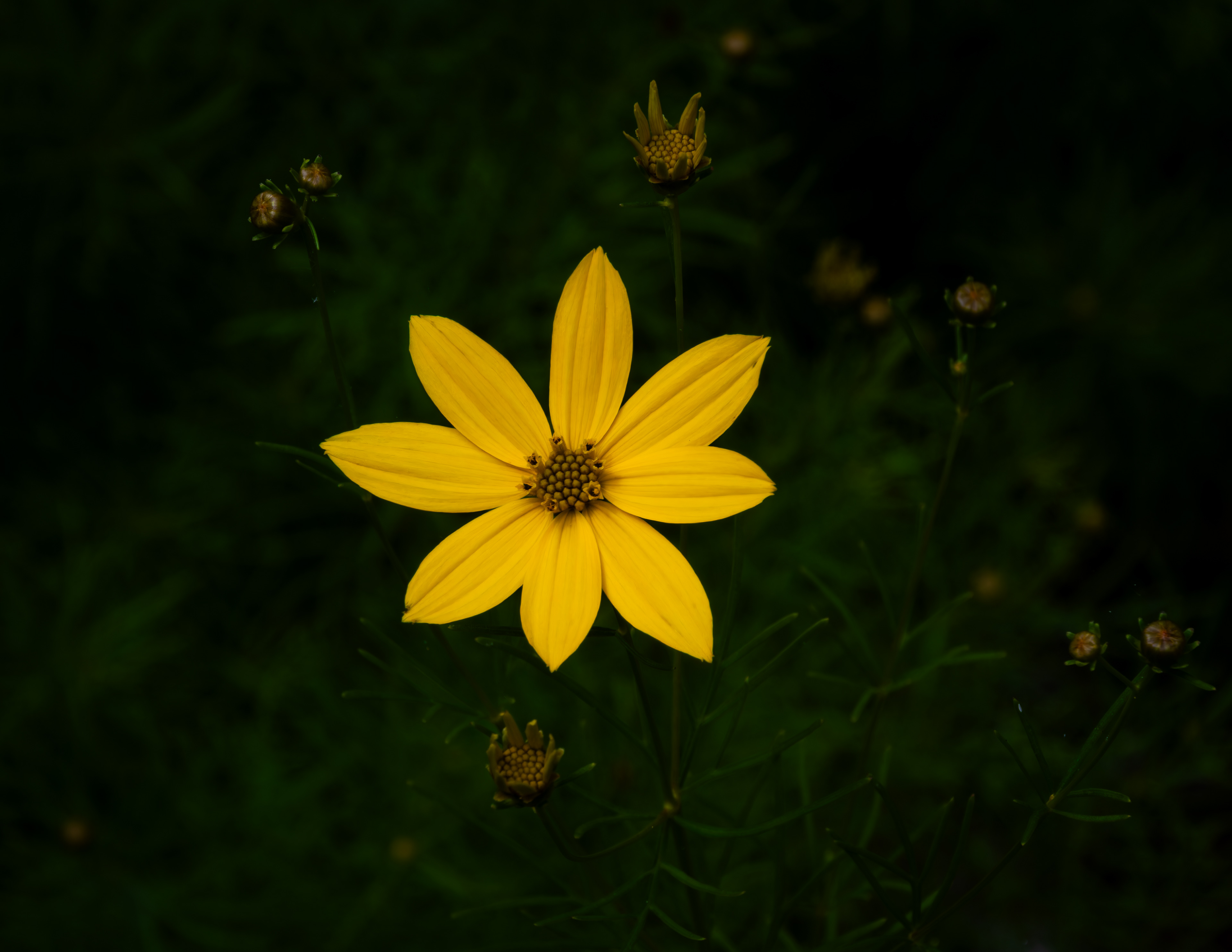 Moonbeam Coreopsis