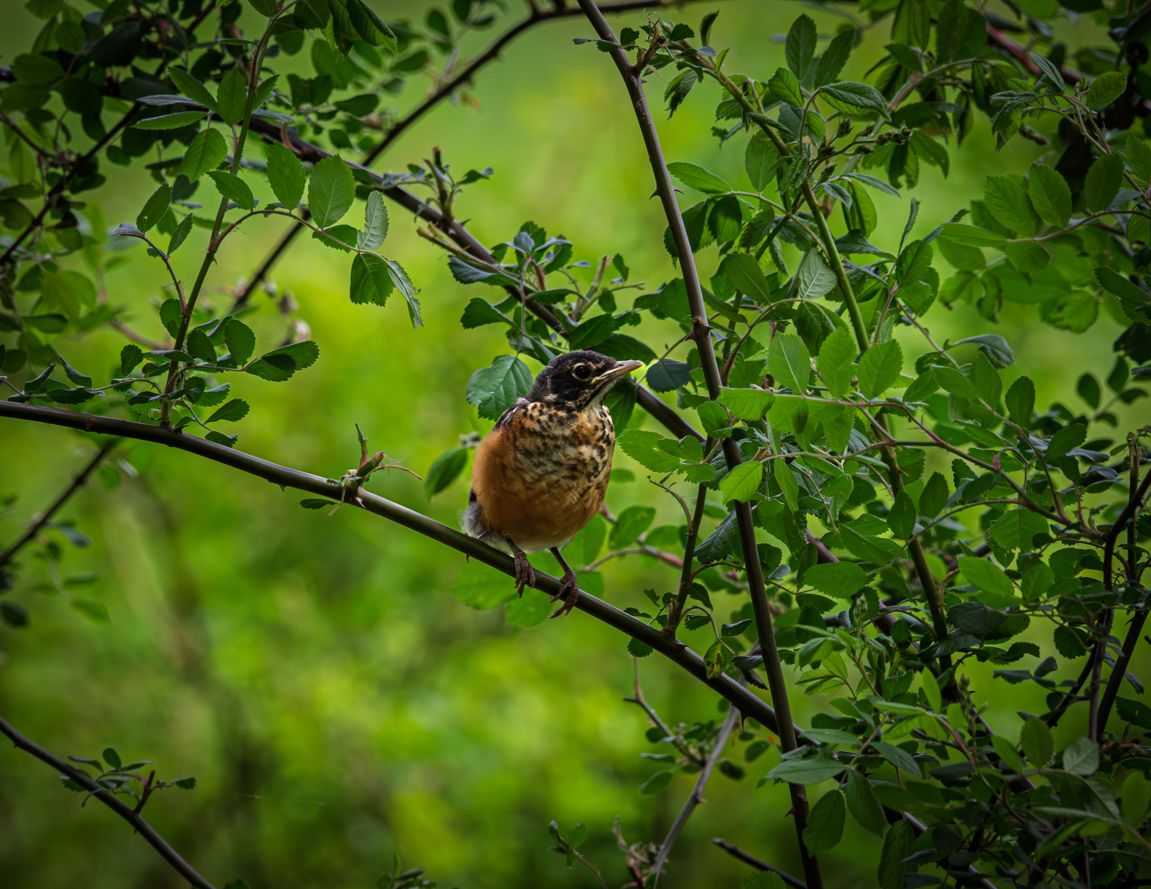 Immature American Robin