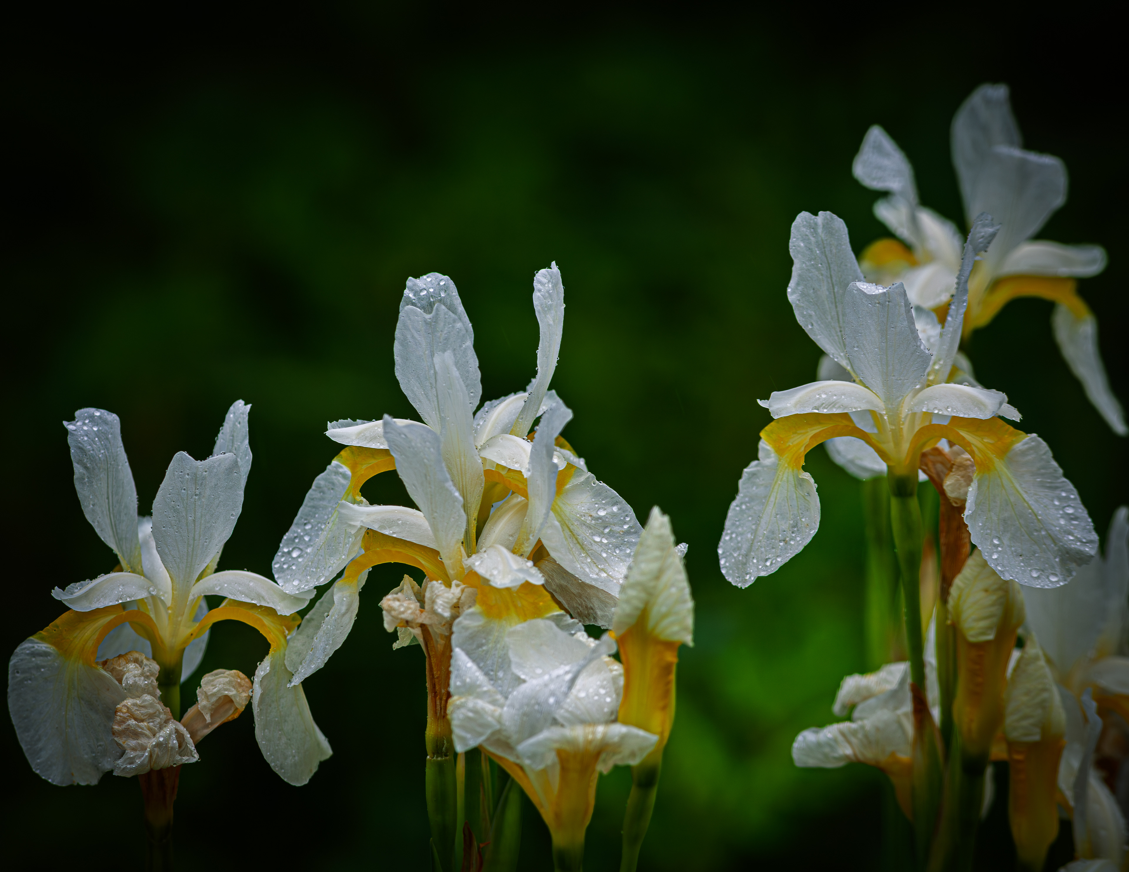 White Iris After the Rain