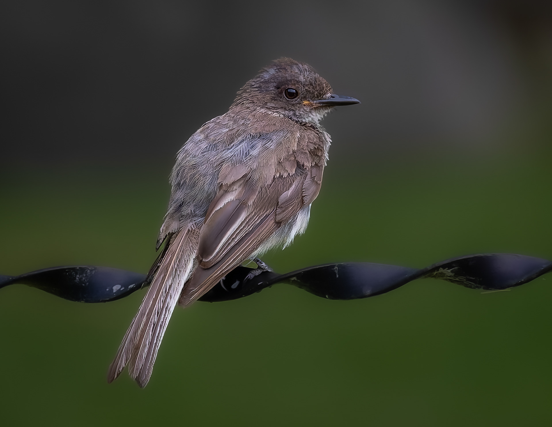 Eastern Phoebe