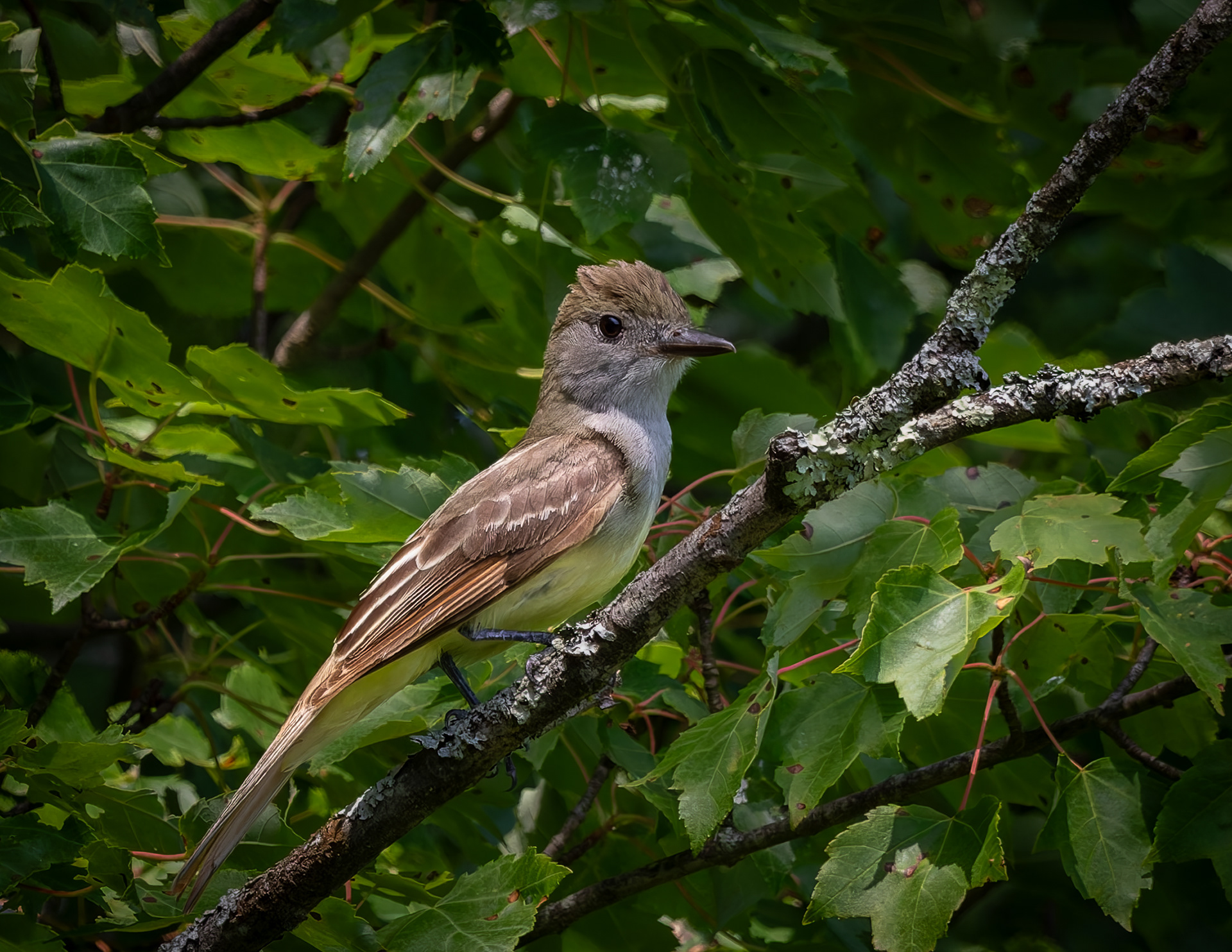 Grey Crested Flycatcher No2