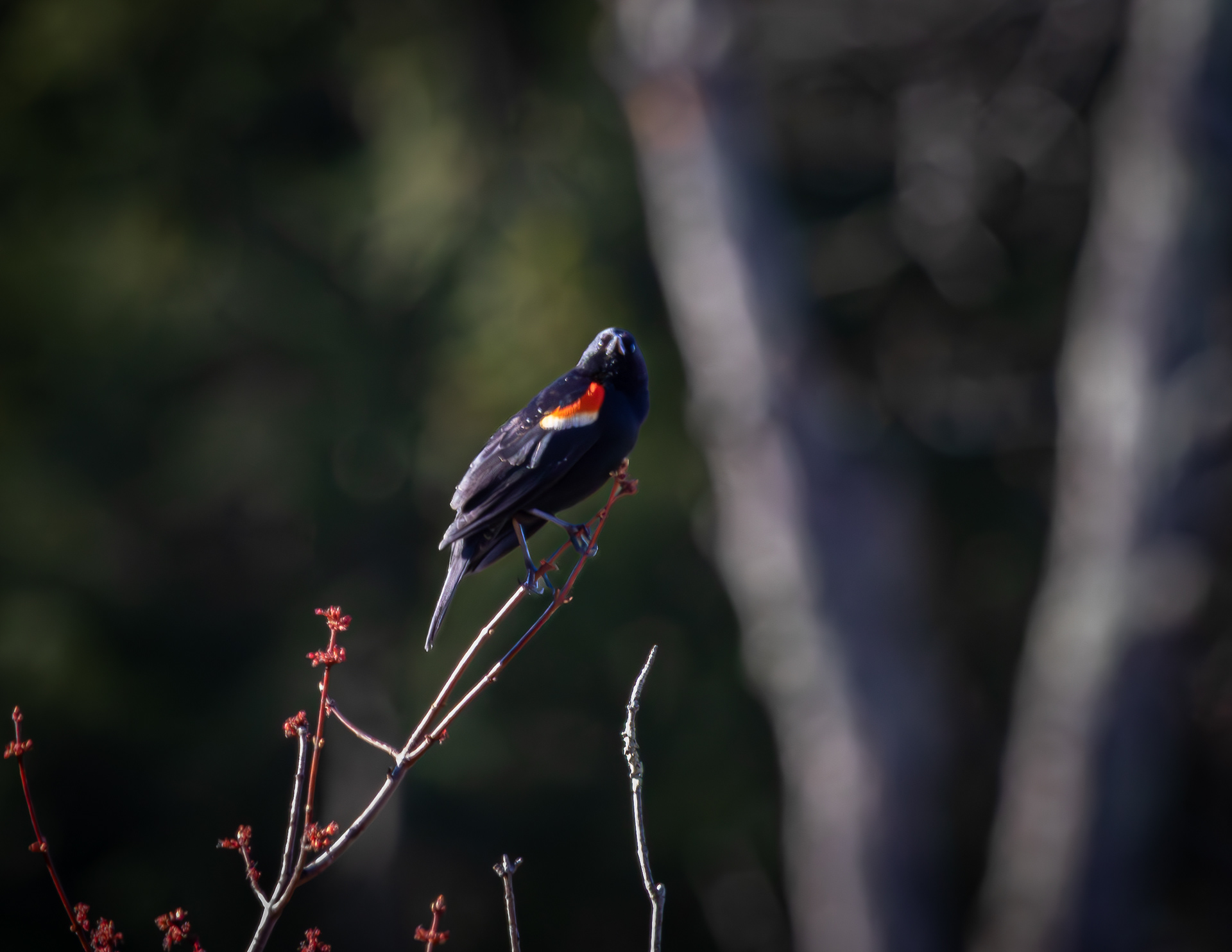 Male Red-winged Blackbird No2