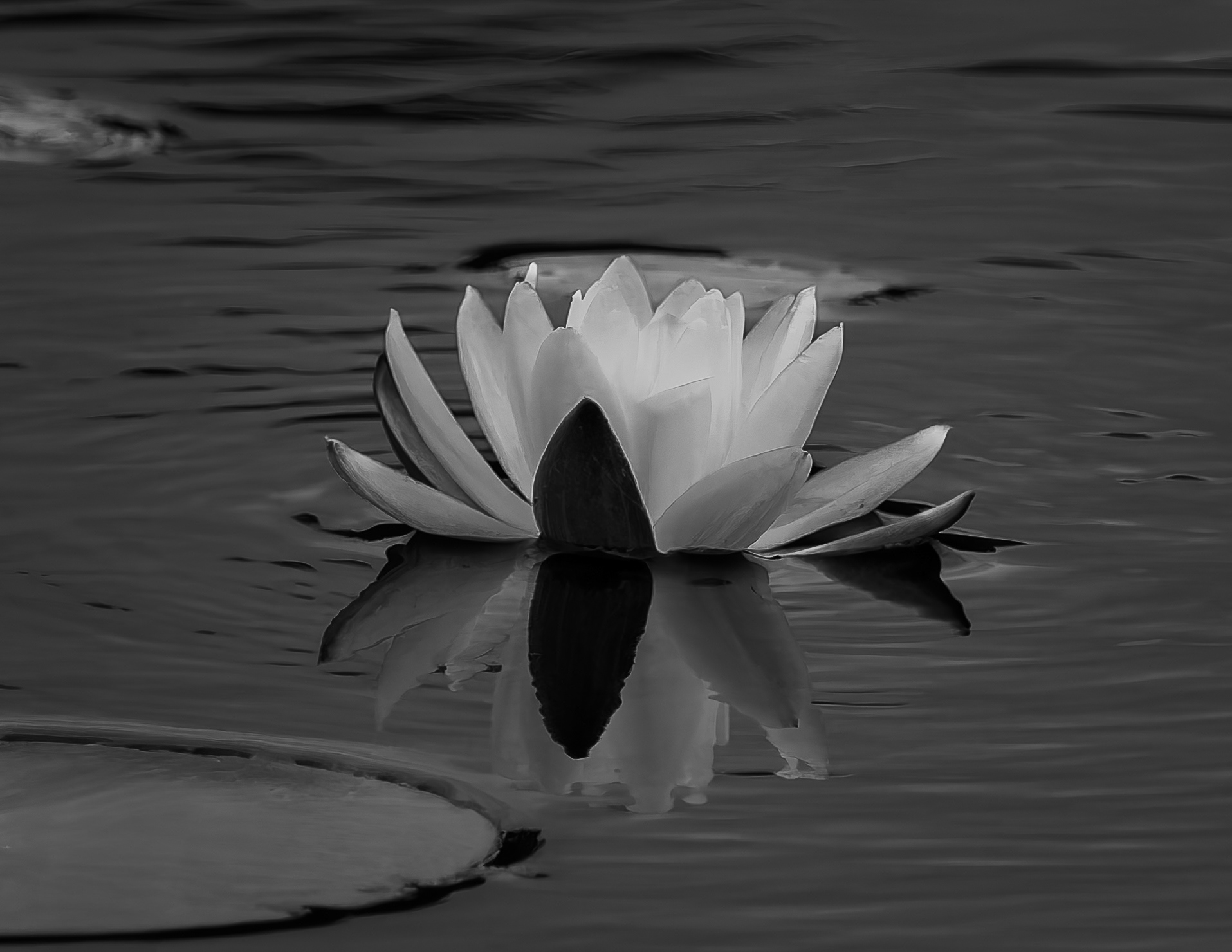 Water Lily in Black & White - September 8, 2026