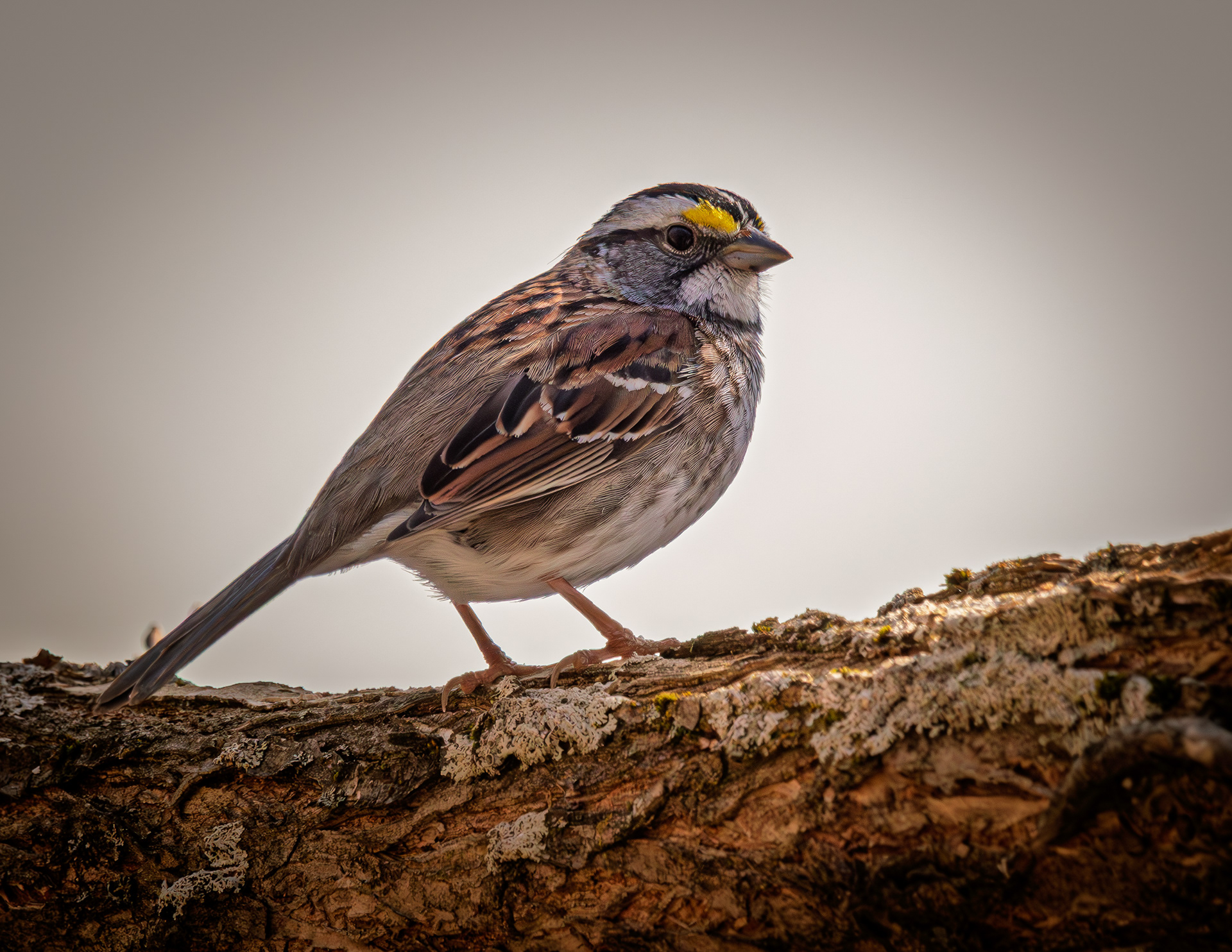 White-throated Sparrow - May 5, 2026