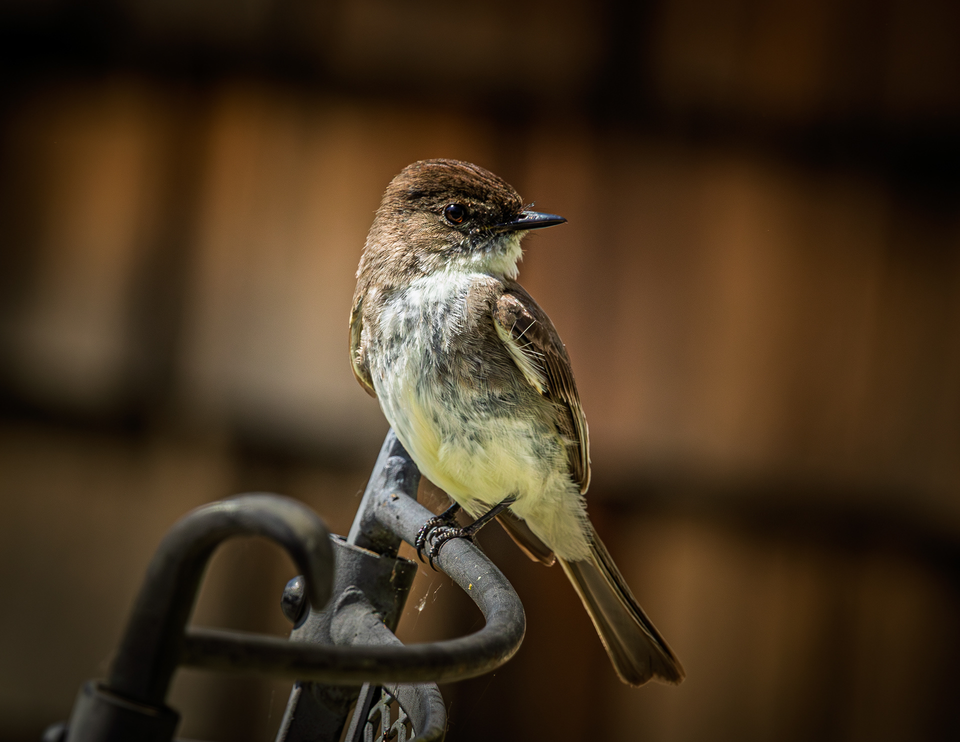 Eastern Phoebe No2