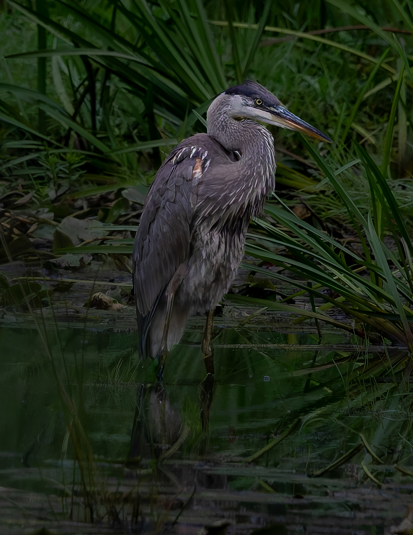 Great Blue Heron No4 - September 8, 2026