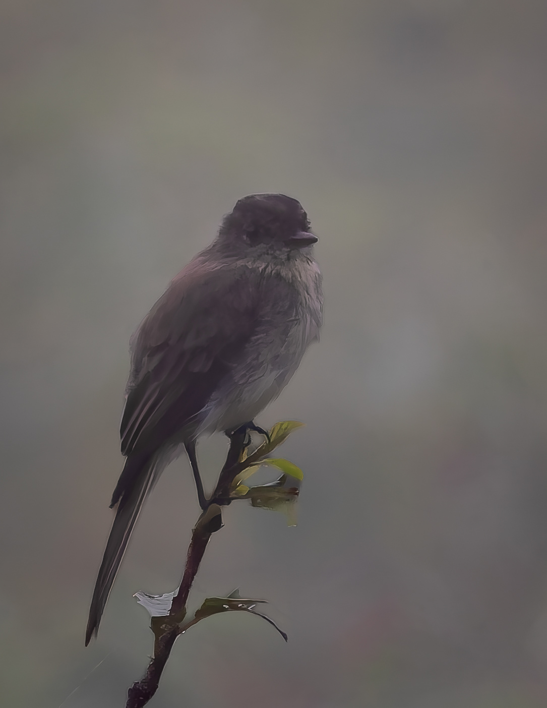 Eastern Phoebe No2