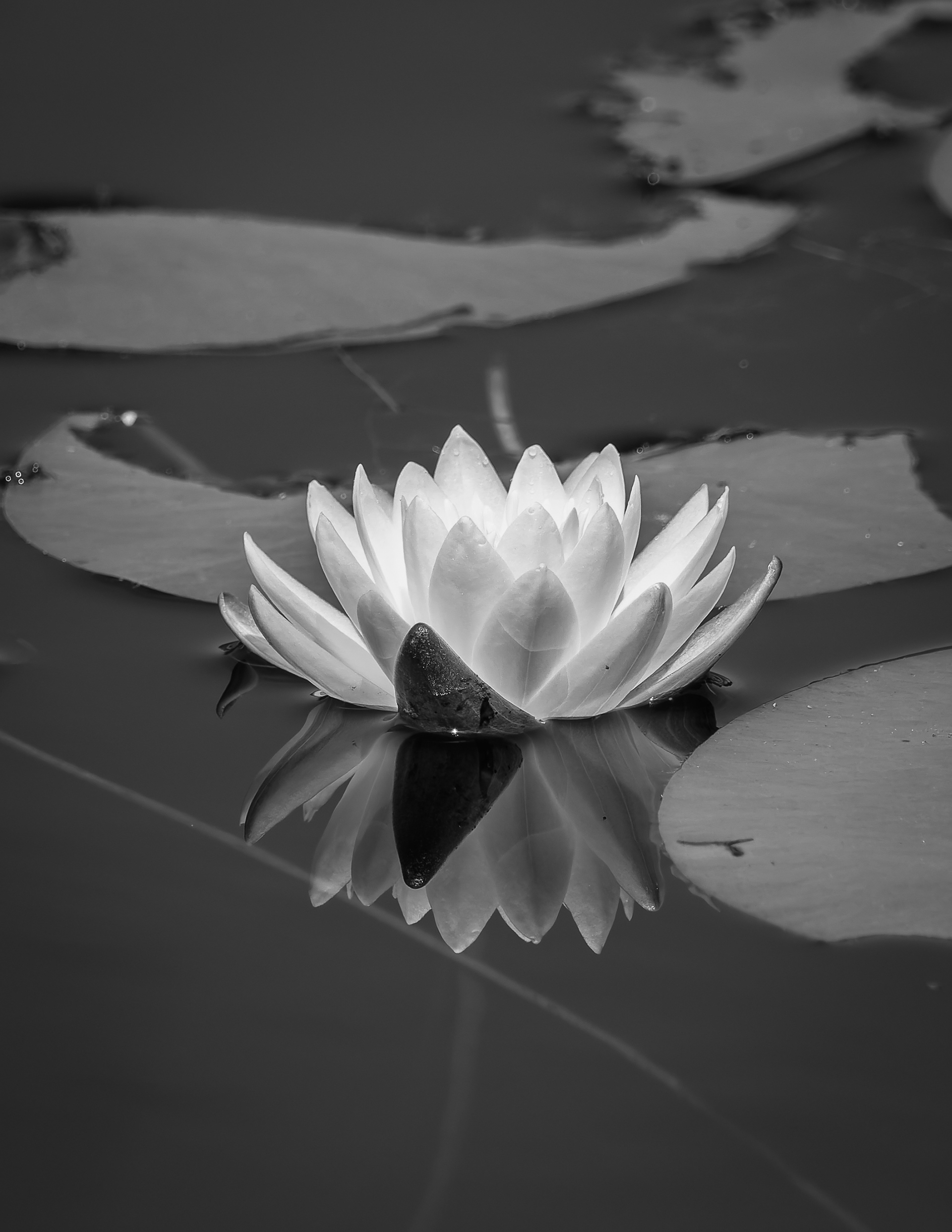 Water Lily in Black & White