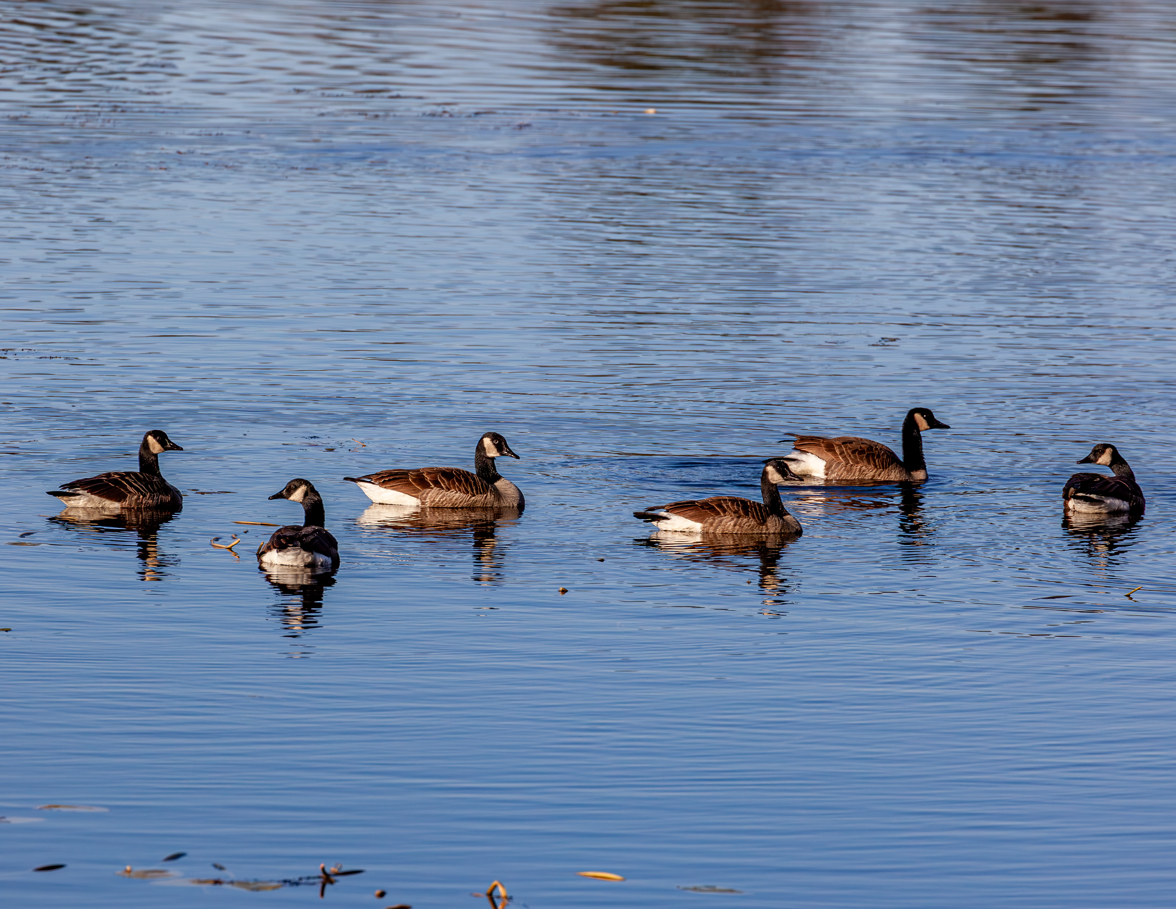 Canada Geese at Shellcamp Lake No1