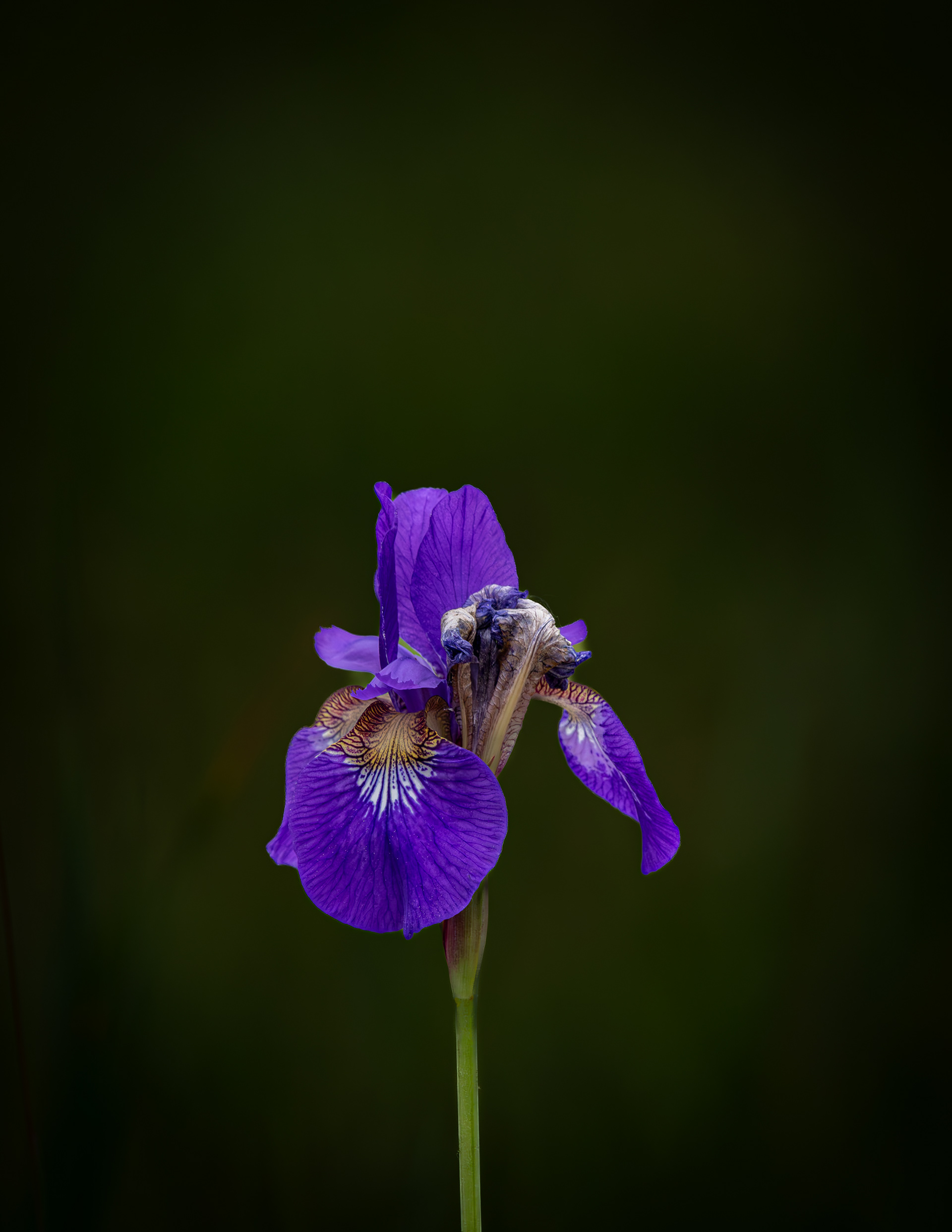 Purple Iris