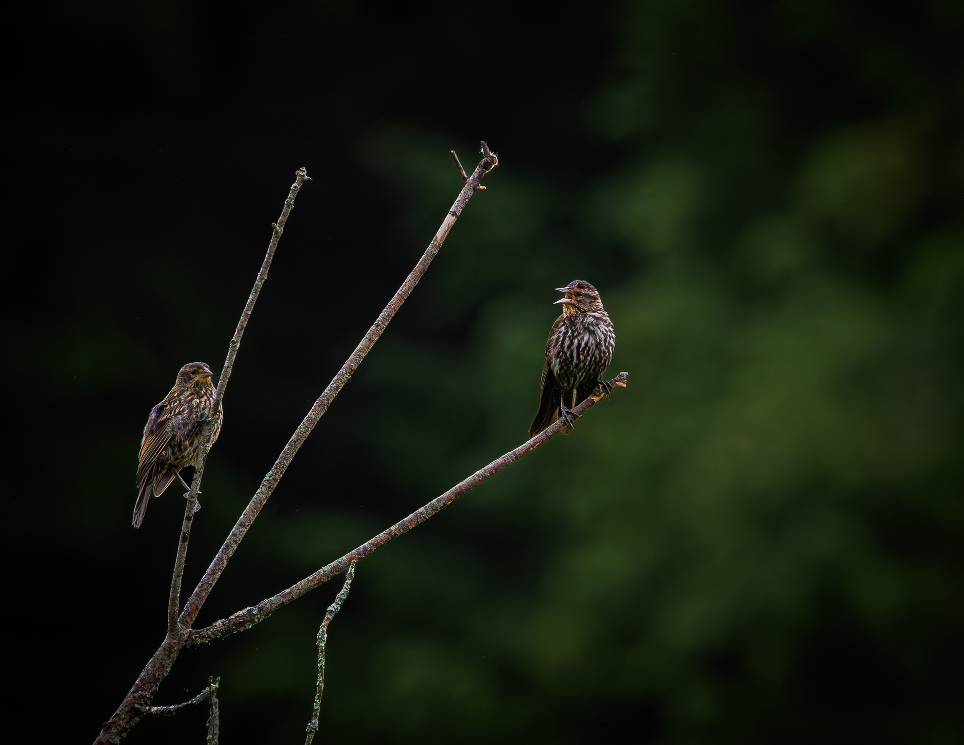 Female Red-winged Blackbirds No2