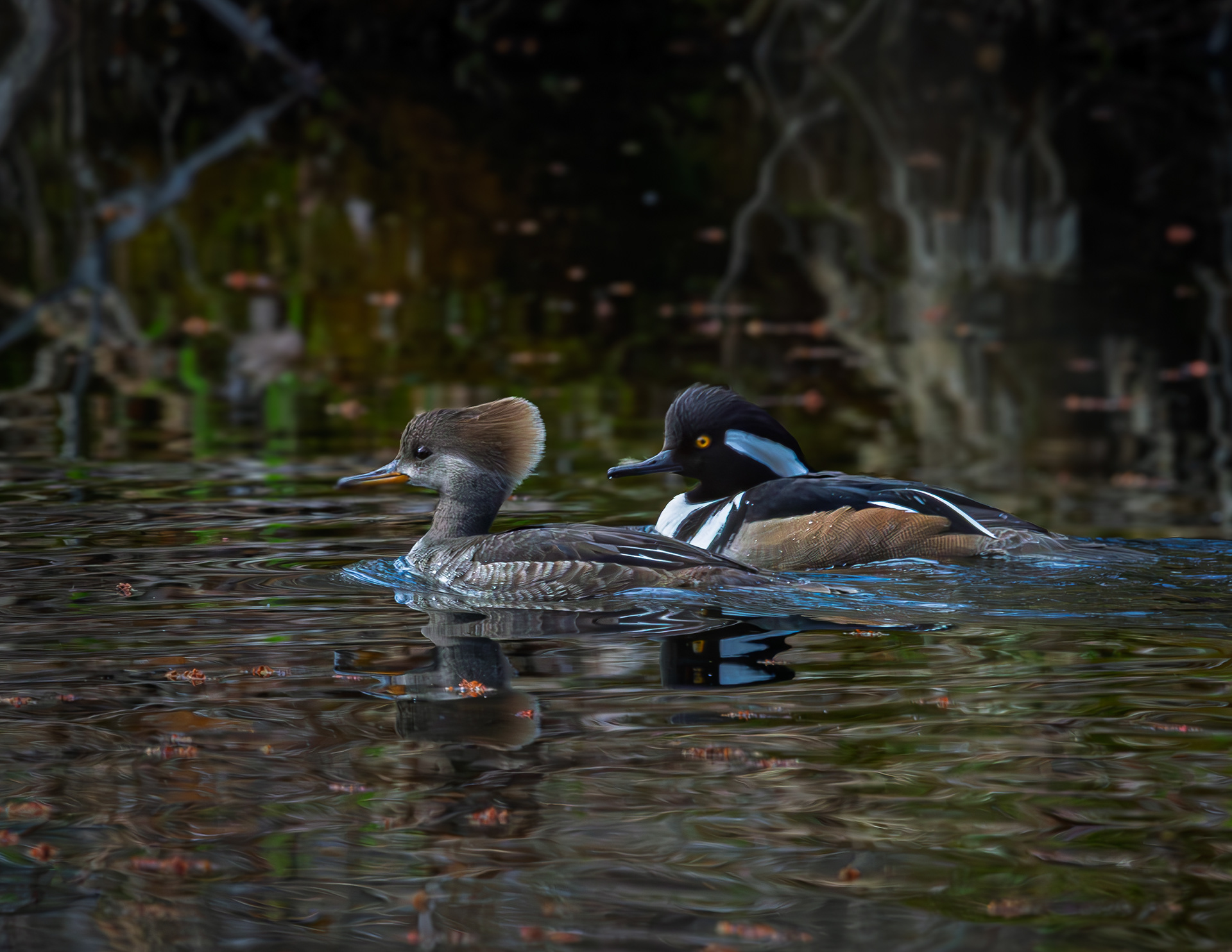 Hooded Merganser Pair - May 4, 2026