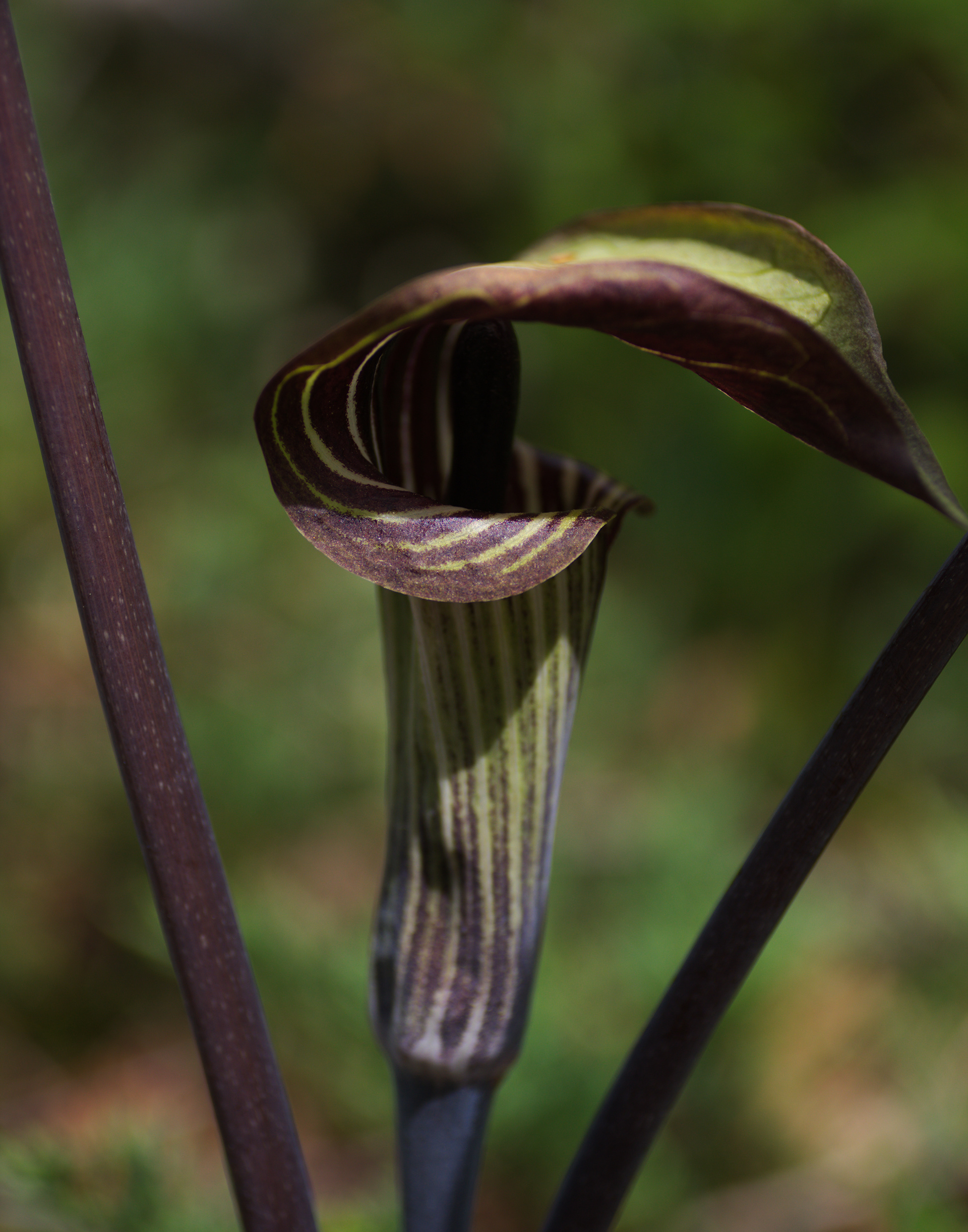 Jack in the Pulpit