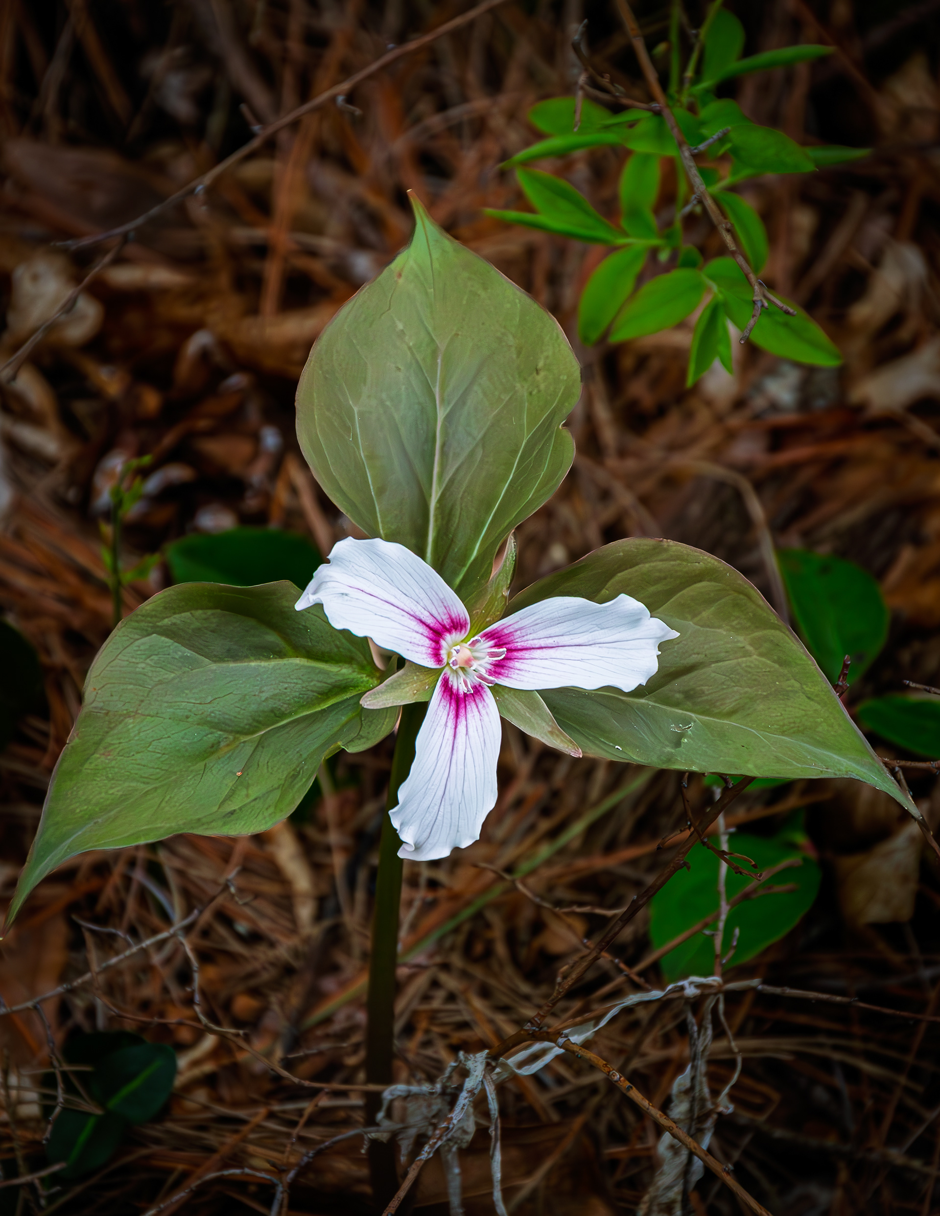 Trillium