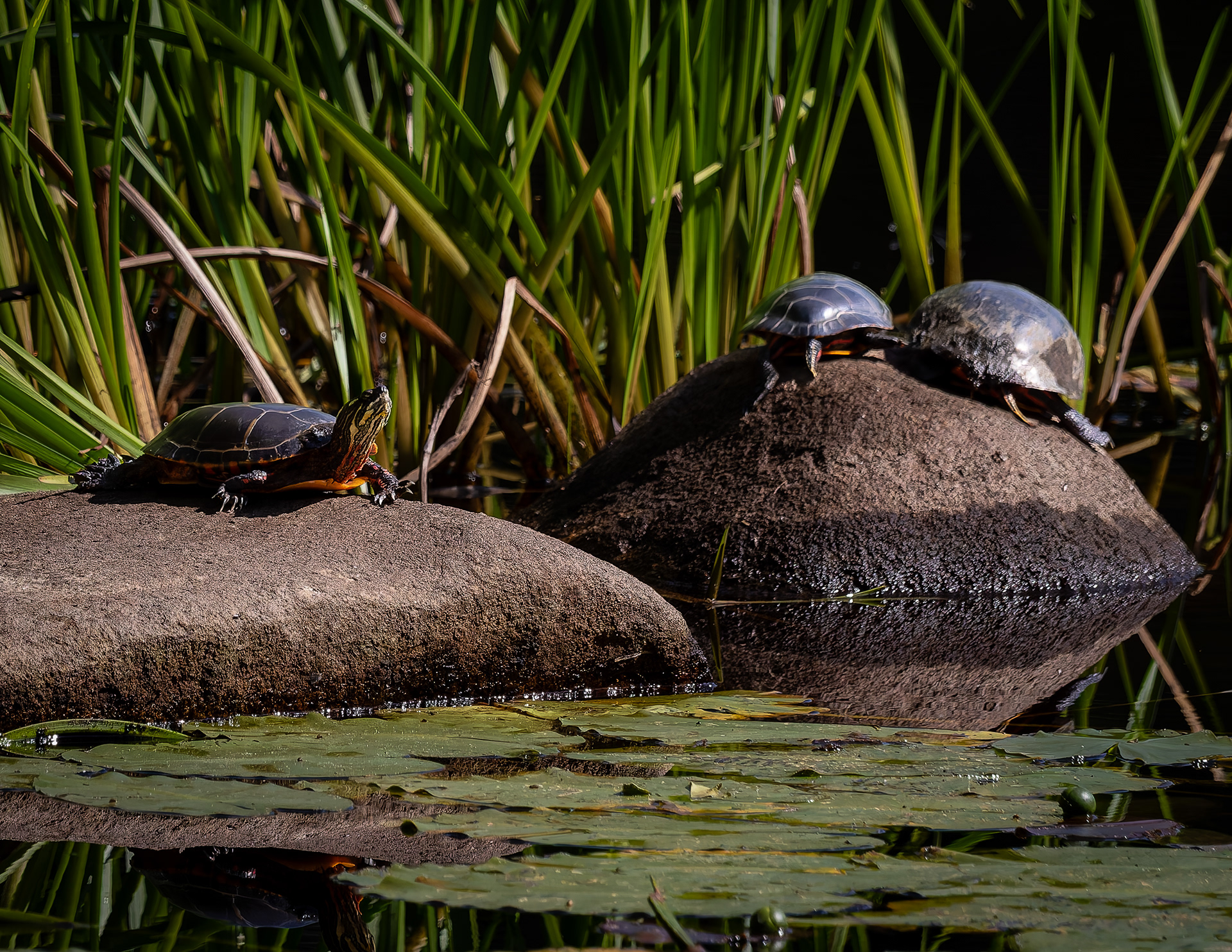 Three Painted Turtles