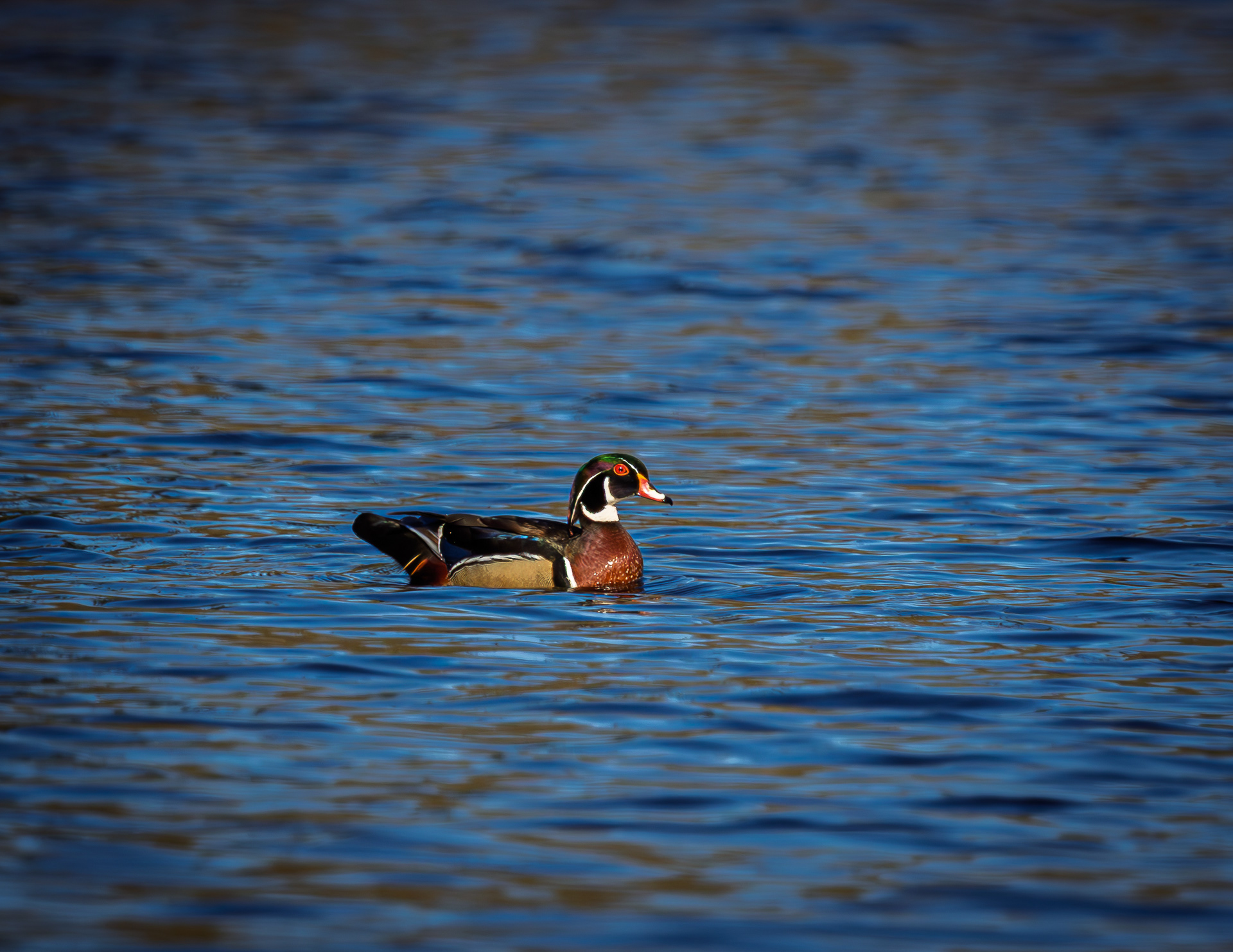 Male Wood Duck No1