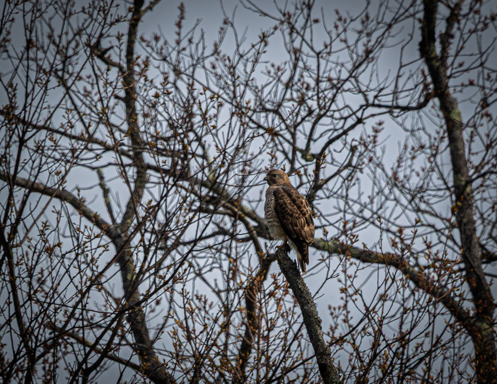 Raptor at CSV