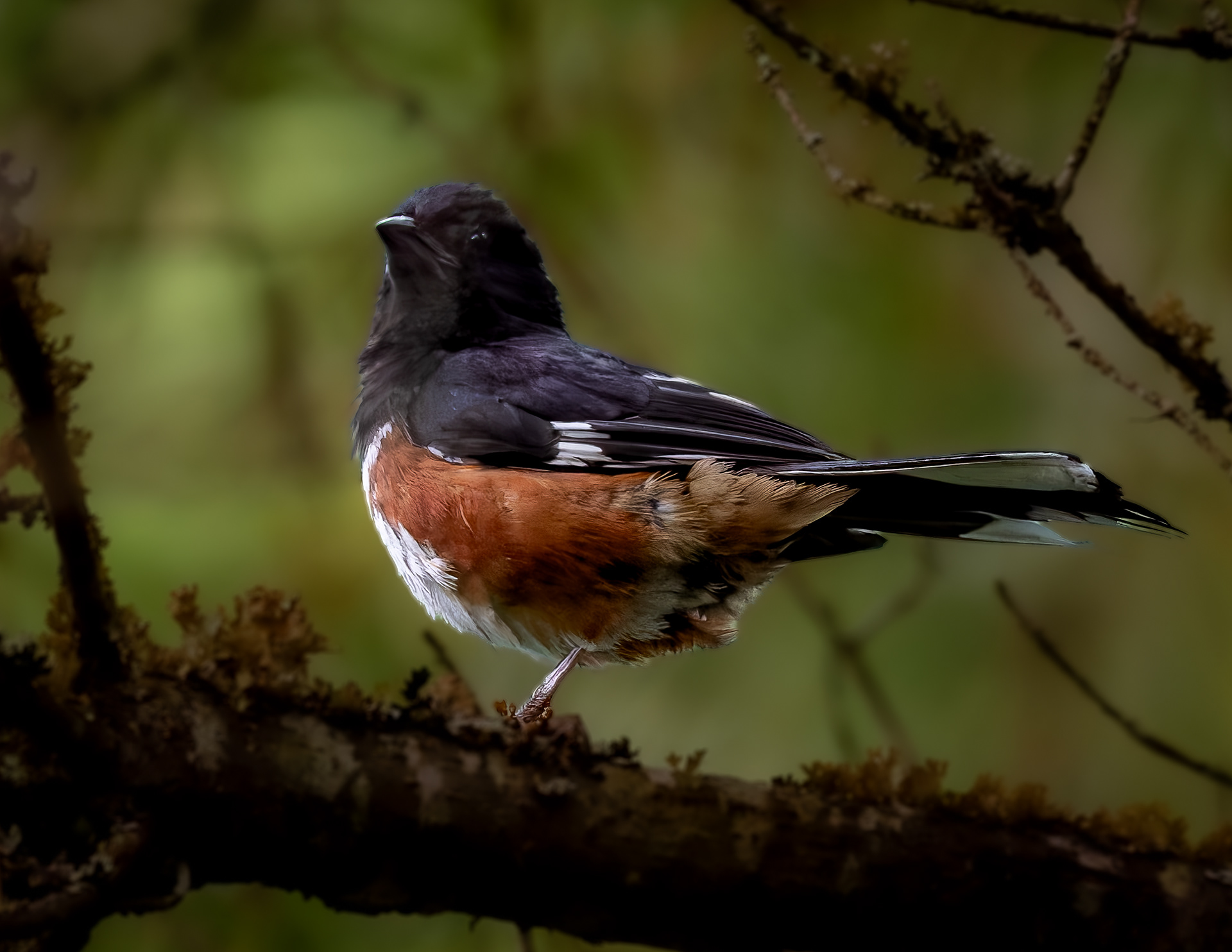 Male Eastern Towhee
