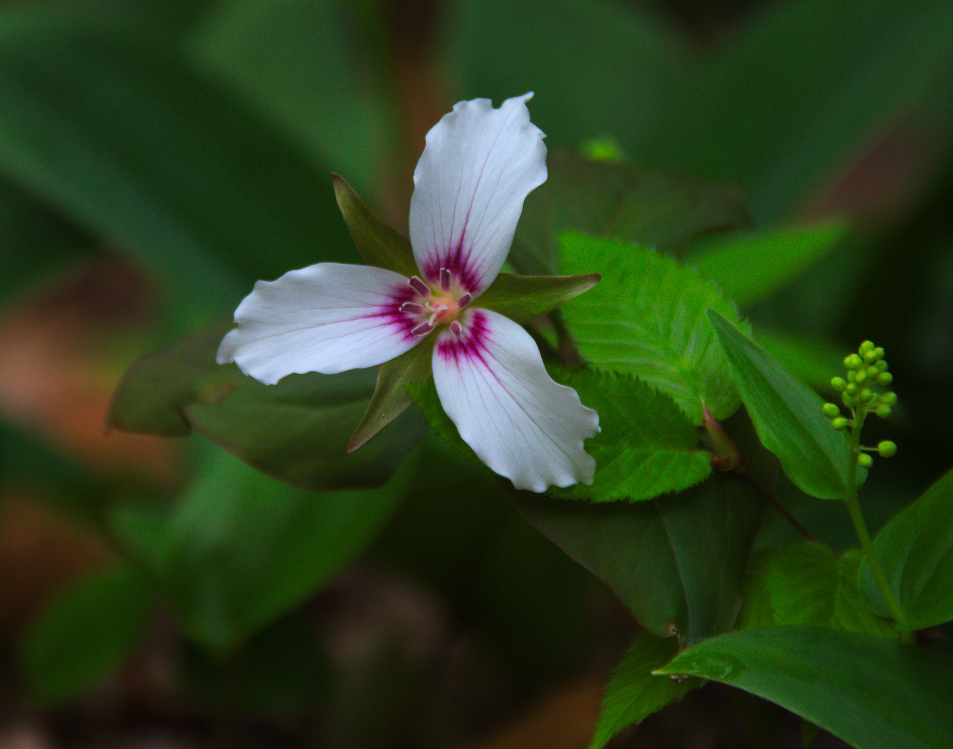 Painted Trillium